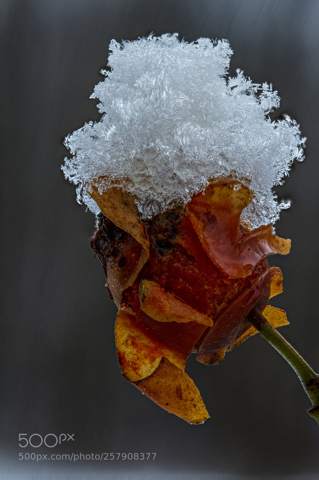 Canon EOS 7D sample photo. Winter kills photography