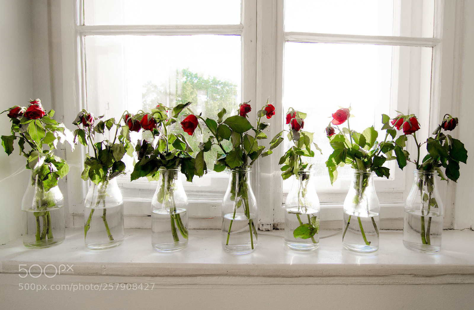 Nikon D7000 sample photo. Dead roses photography