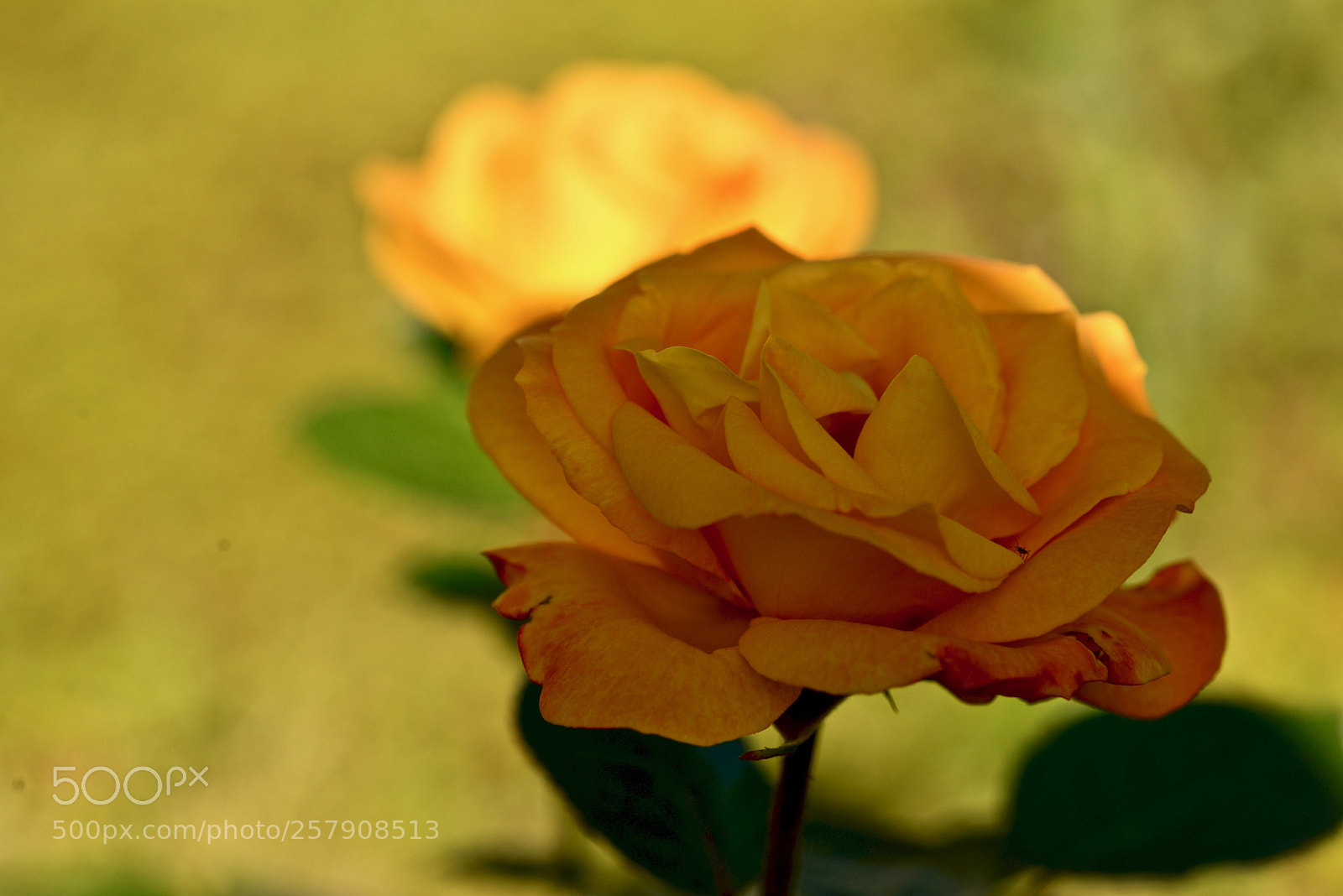 Nikon D610 sample photo. Dcx_7328 photography