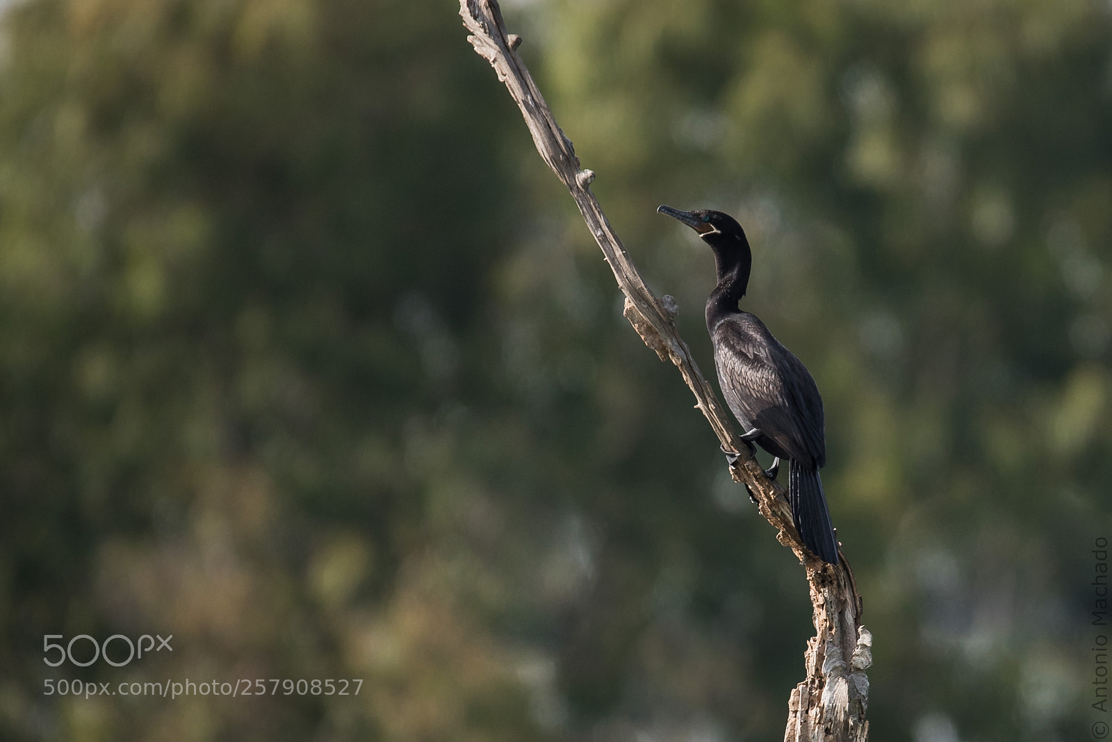 Nikon D750 sample photo. Anhinga photography