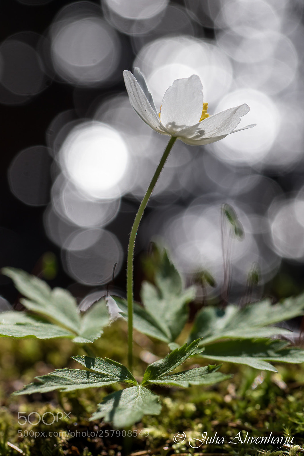 Canon EOS 7D Mark II sample photo. Anemone nemorosa photography