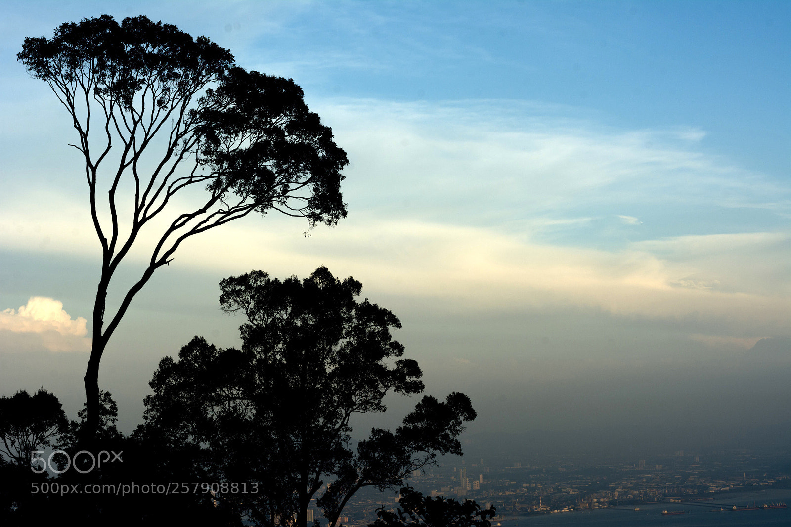 Nikon D7100 sample photo. Trees photography