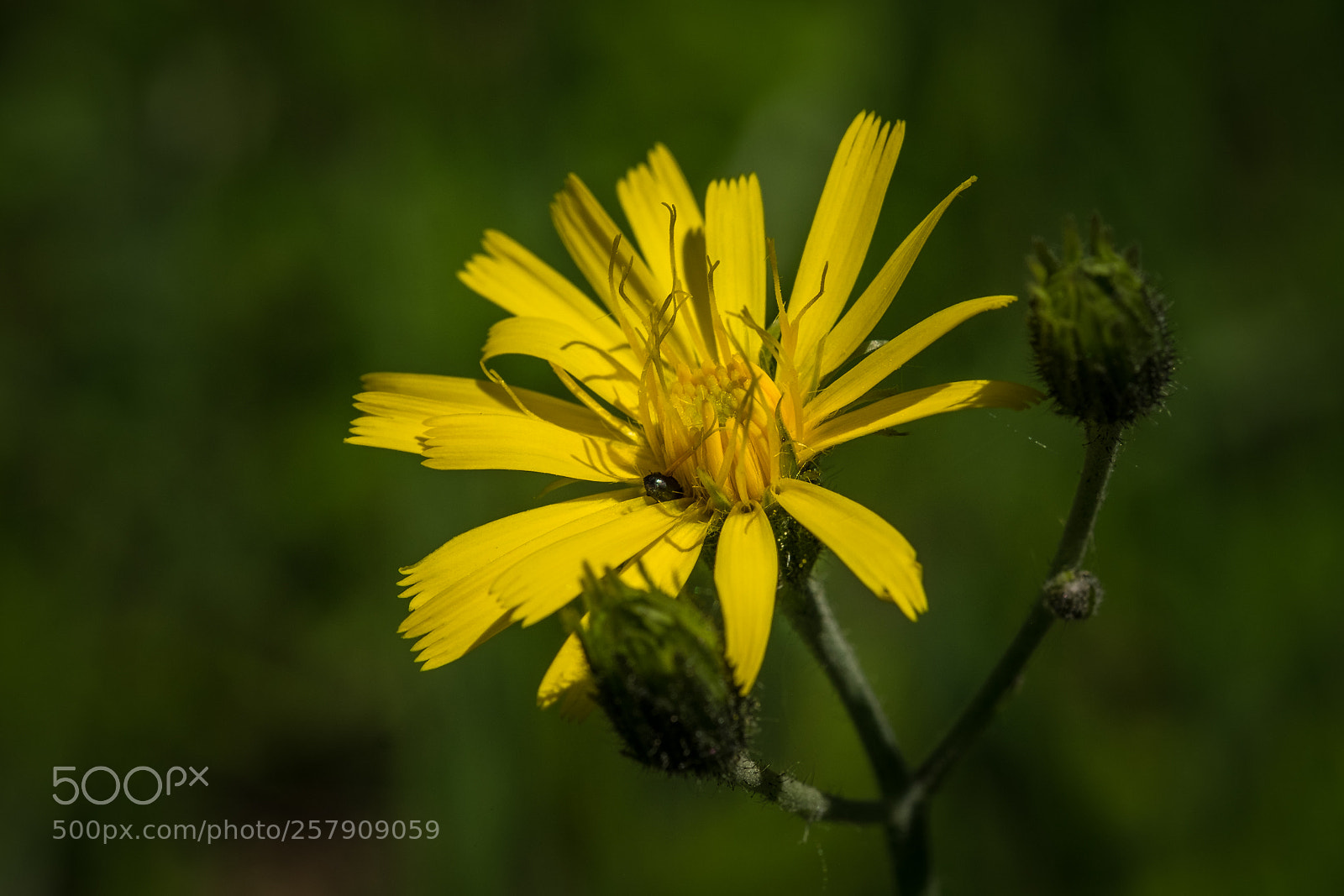 Fujifilm X-T1 sample photo. Habichtskraut (hieracium) photography