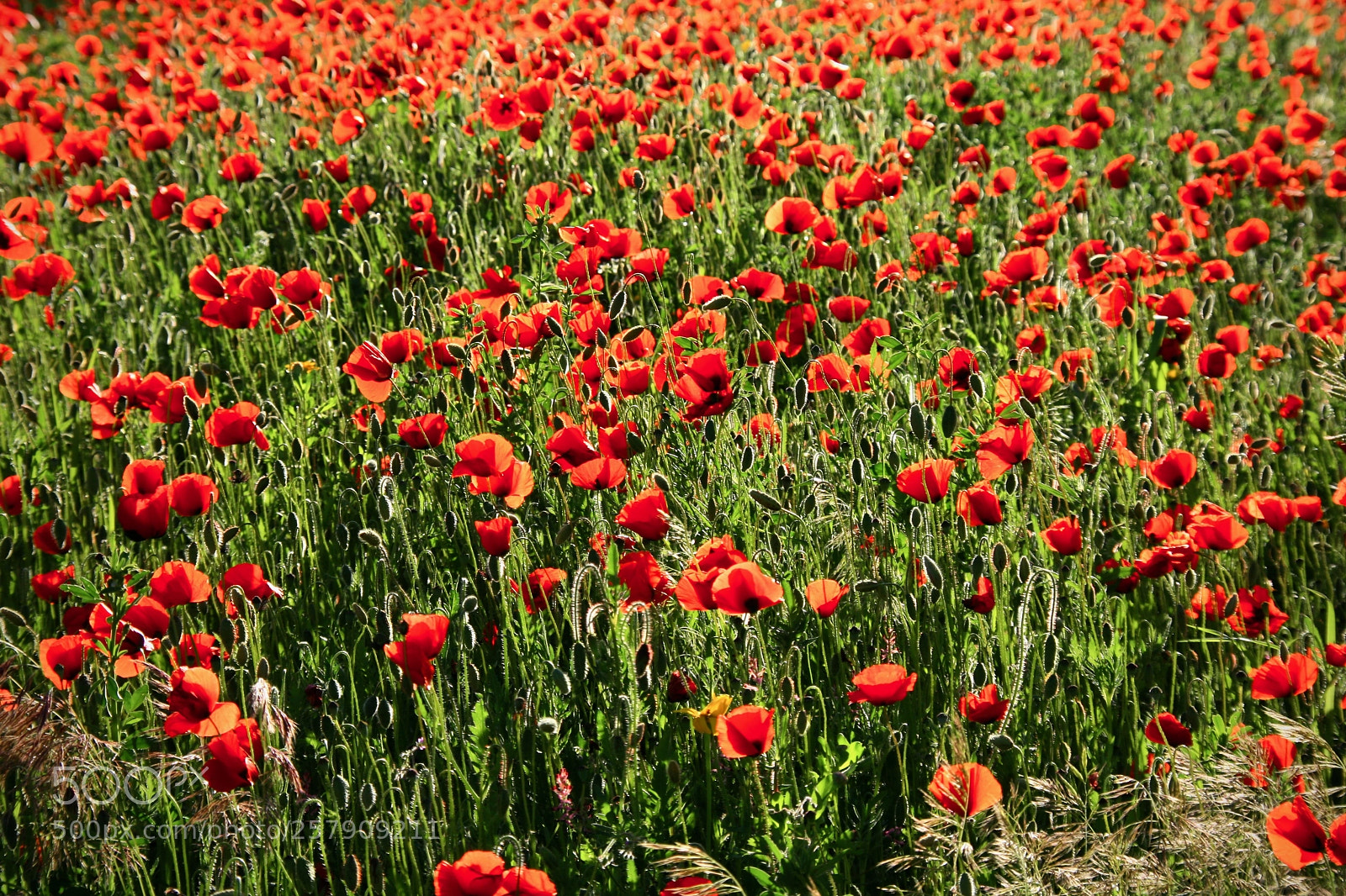 Canon EOS 400D (EOS Digital Rebel XTi / EOS Kiss Digital X) sample photo. Rot wie klatschmohn photography