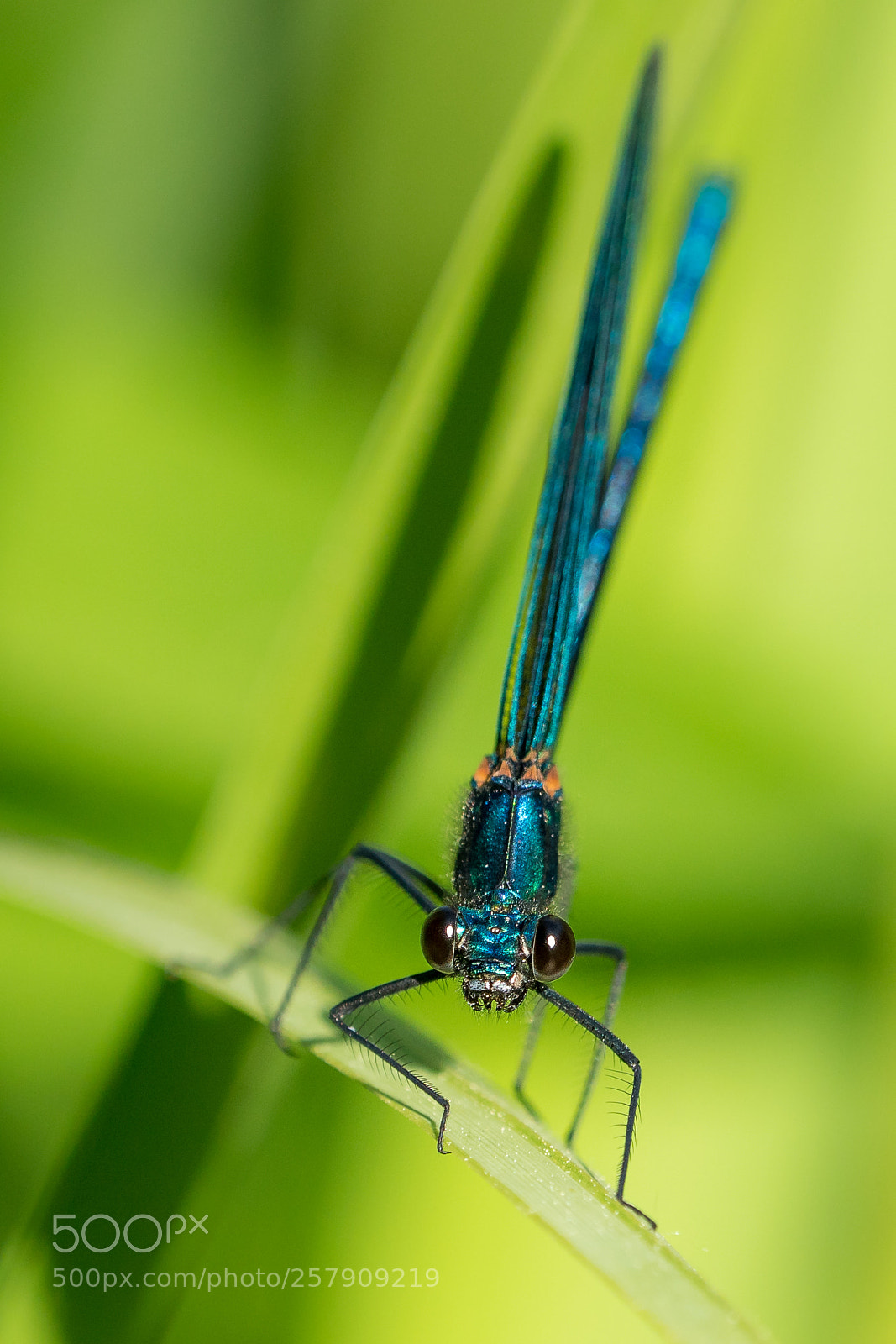 Sony a7R II sample photo. Gebänderte prachtlibelle frontal photography