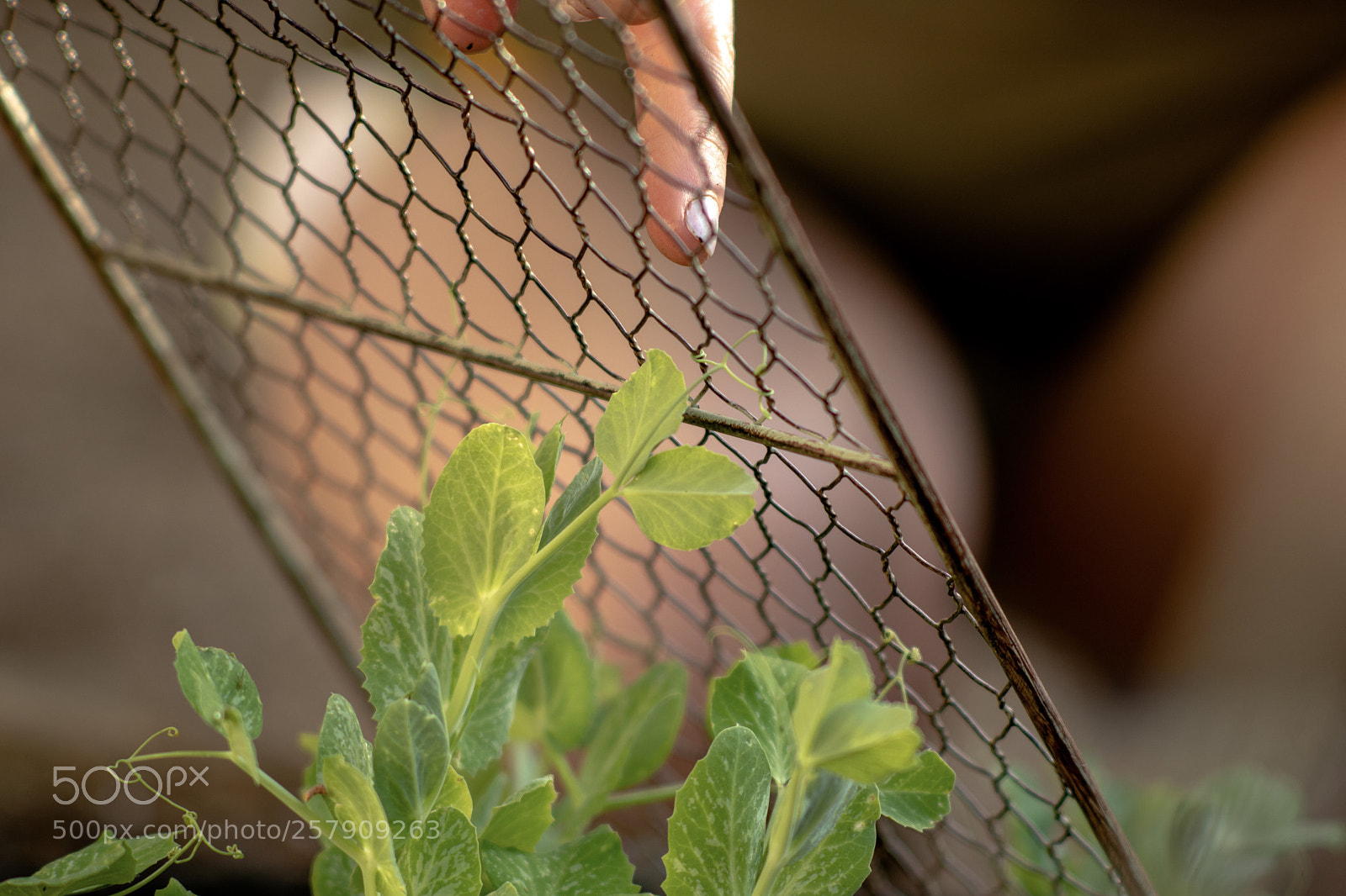 Nikon D500 sample photo. Day 1 the garden photography