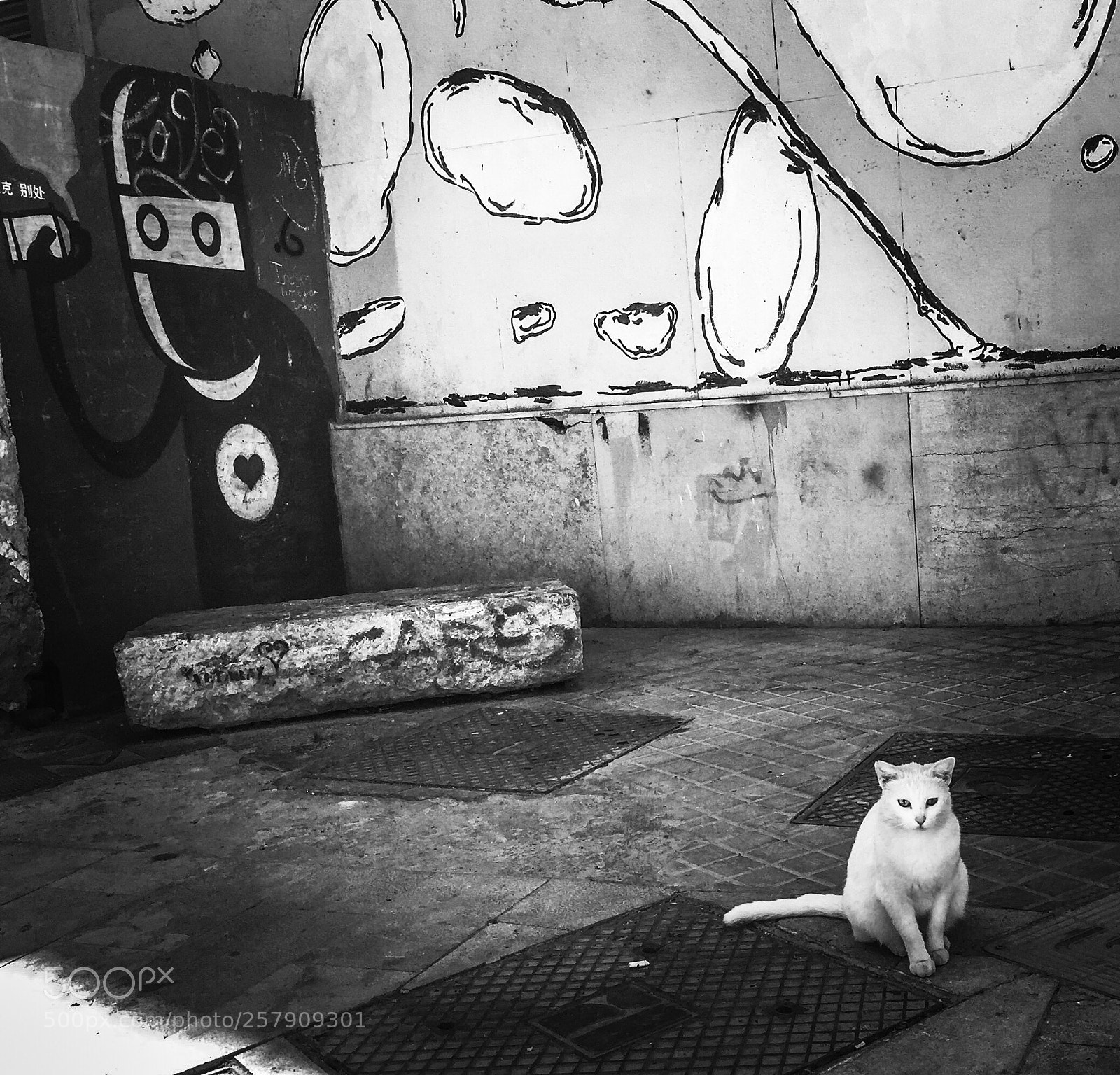 Apple iPhone 6 Plus sample photo. White cat photography