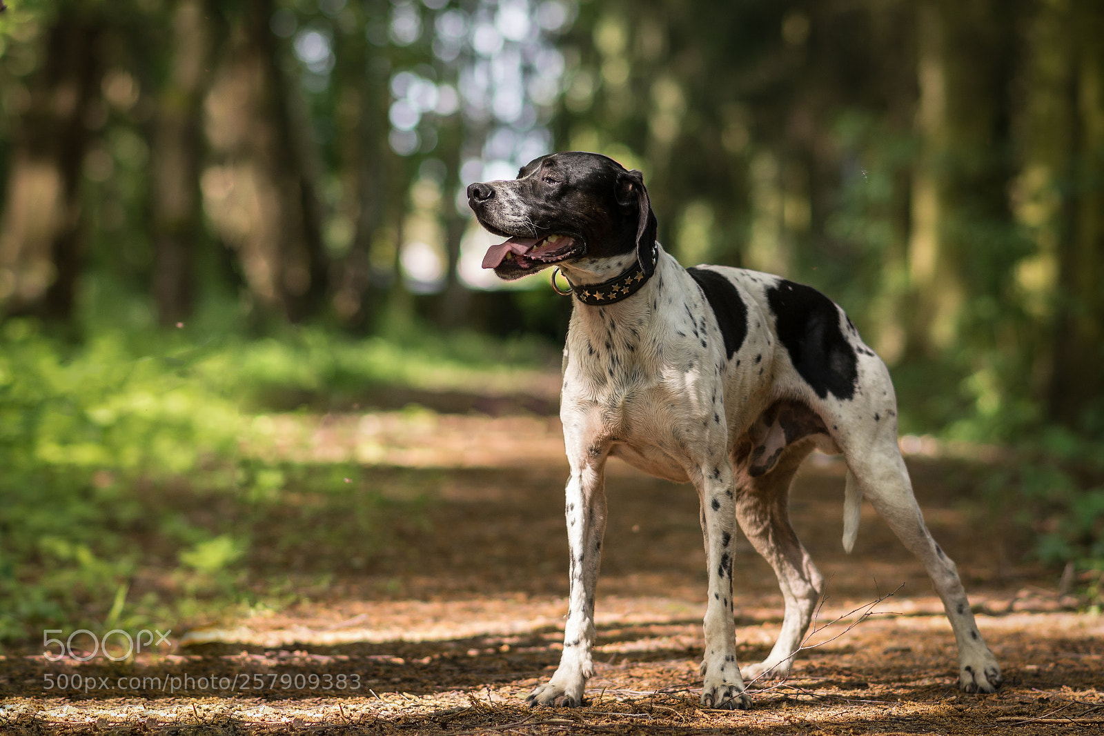 Nikon D7200 sample photo. In the wood photography