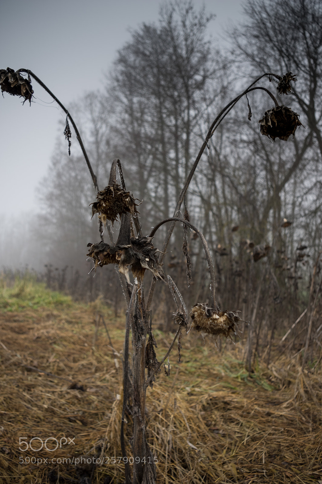 Pentax K-3 II sample photo. Dead photography