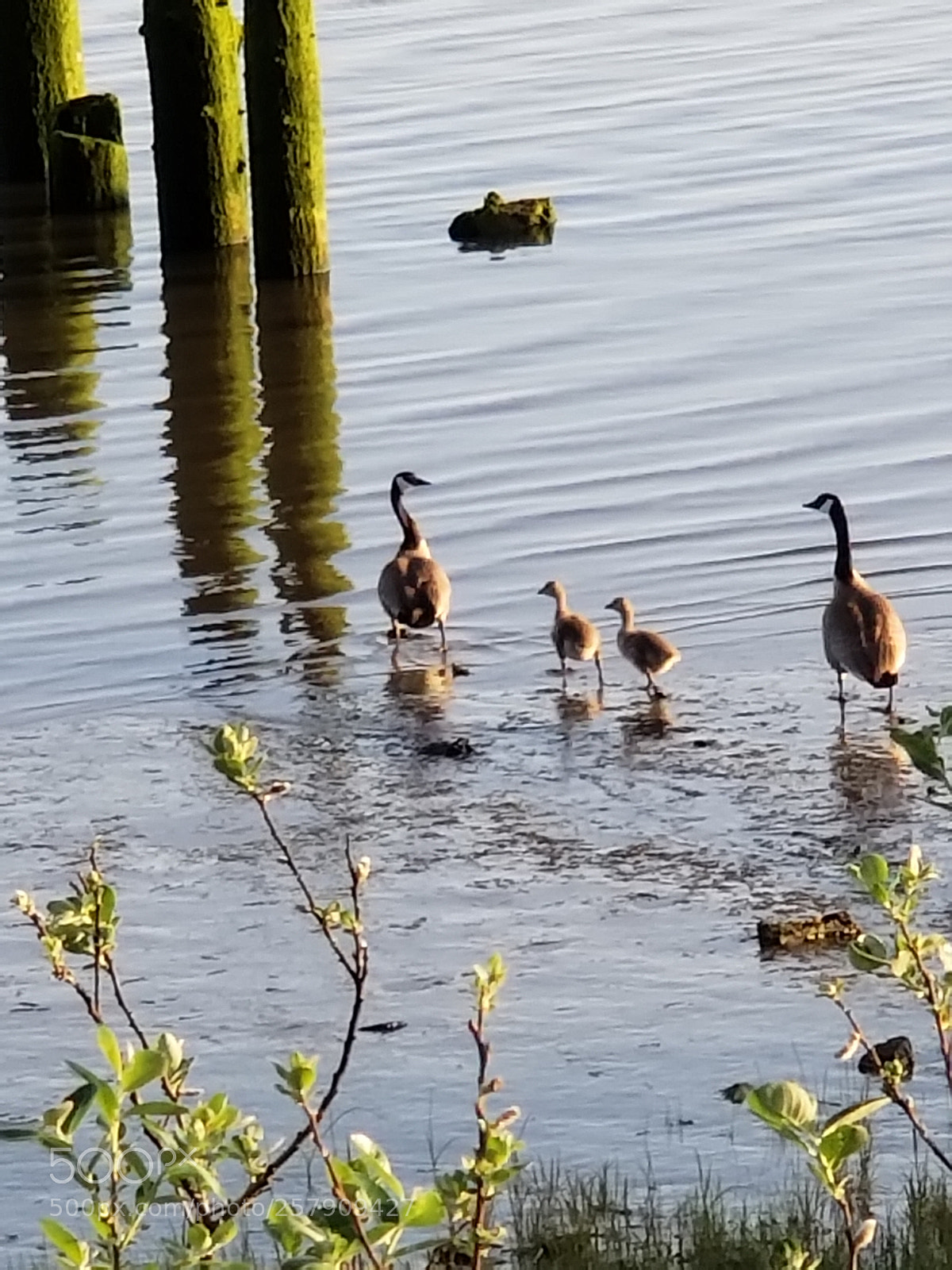 Samsung Galaxy S9+ sample photo. Canadian family photography