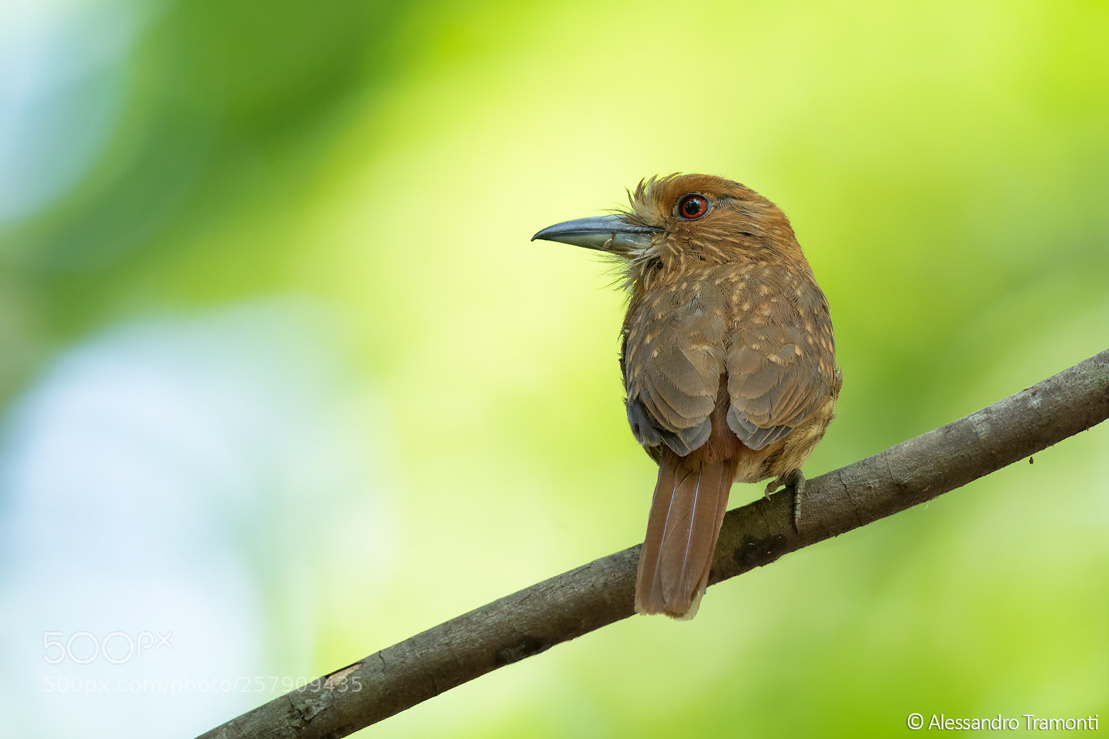 Canon EOS 5D Mark IV sample photo. White-whiskered puffbird photography
