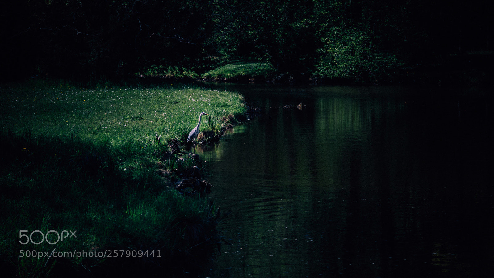 Sony a7R II sample photo. Untitled photography