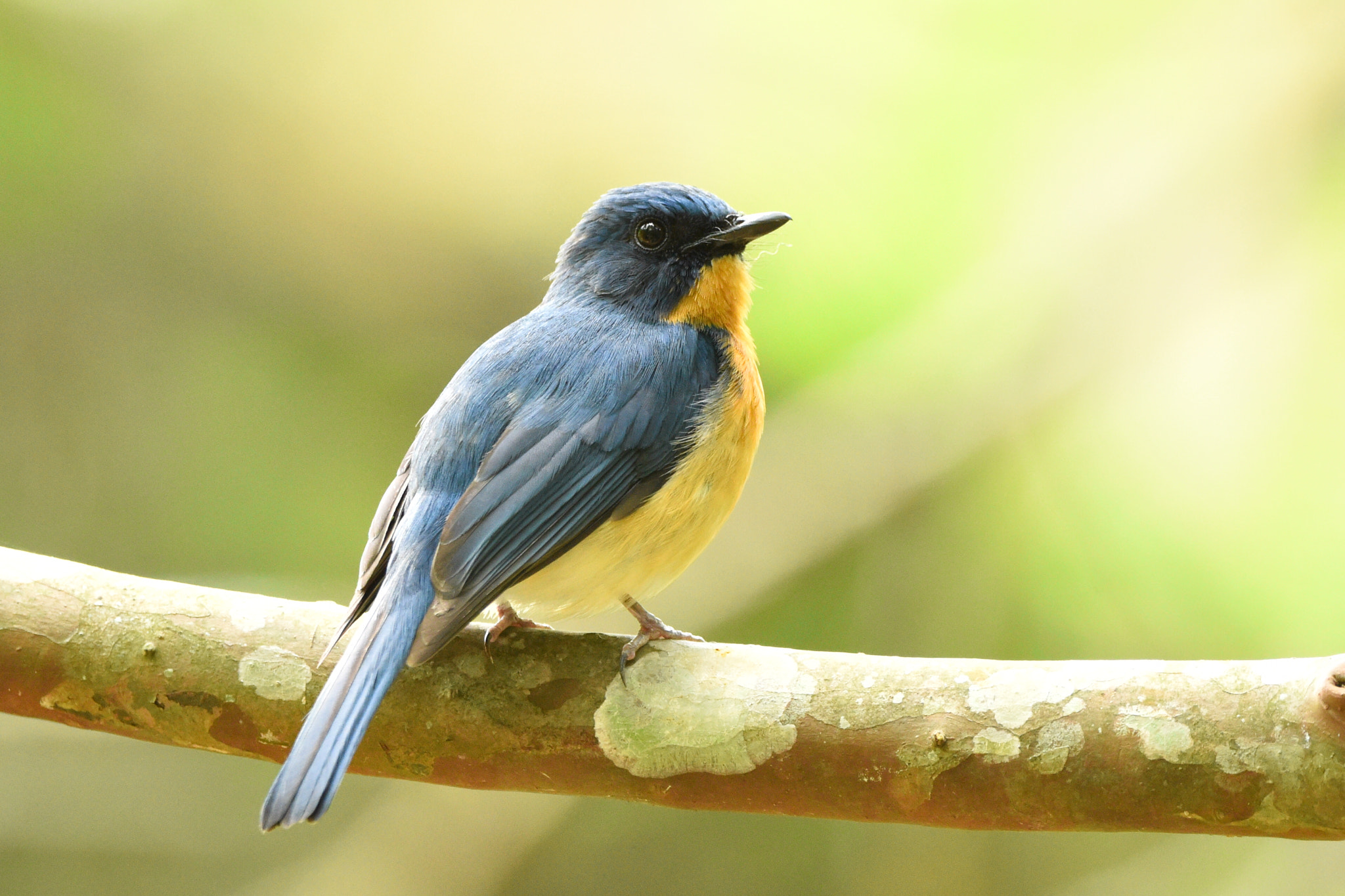 Nikon D810 + Sigma 150-600mm F5-6.3 DG OS HSM | C sample photo. Tickells blue flycatcher photography