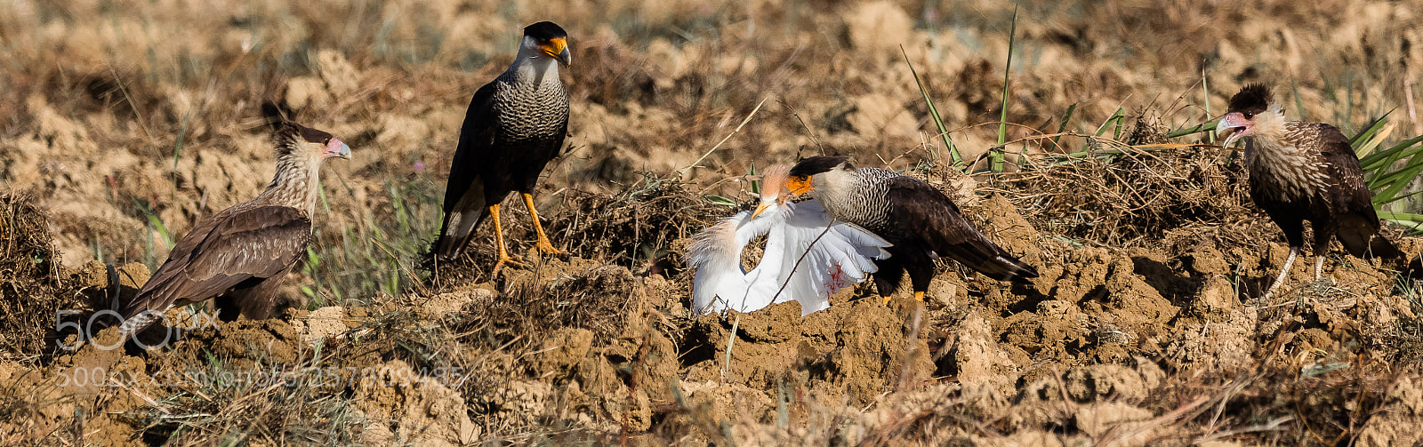 Canon EOS 7D Mark II sample photo. Crested caracara photography