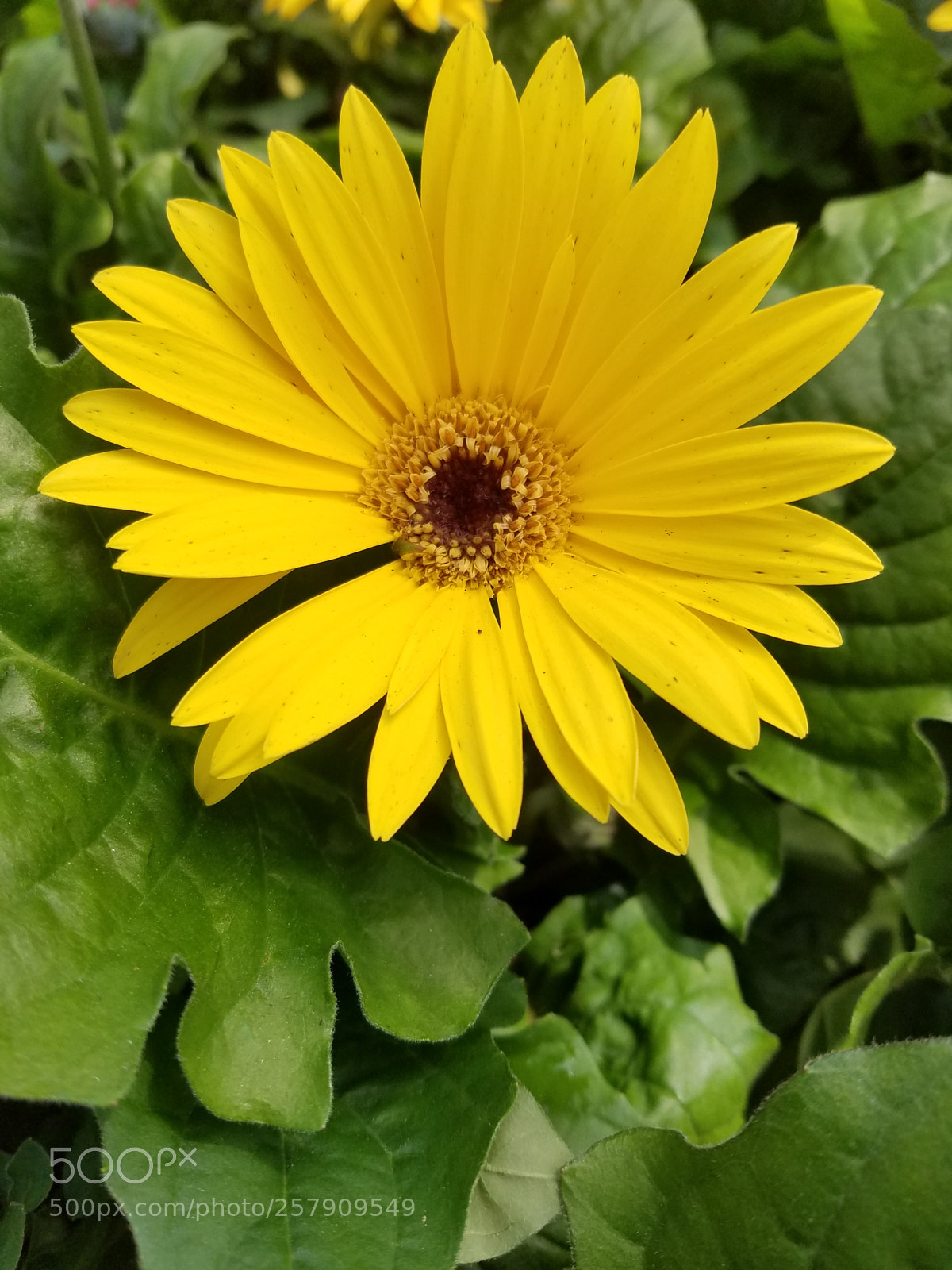 Samsung Galaxy S7 sample photo. Untitled photography