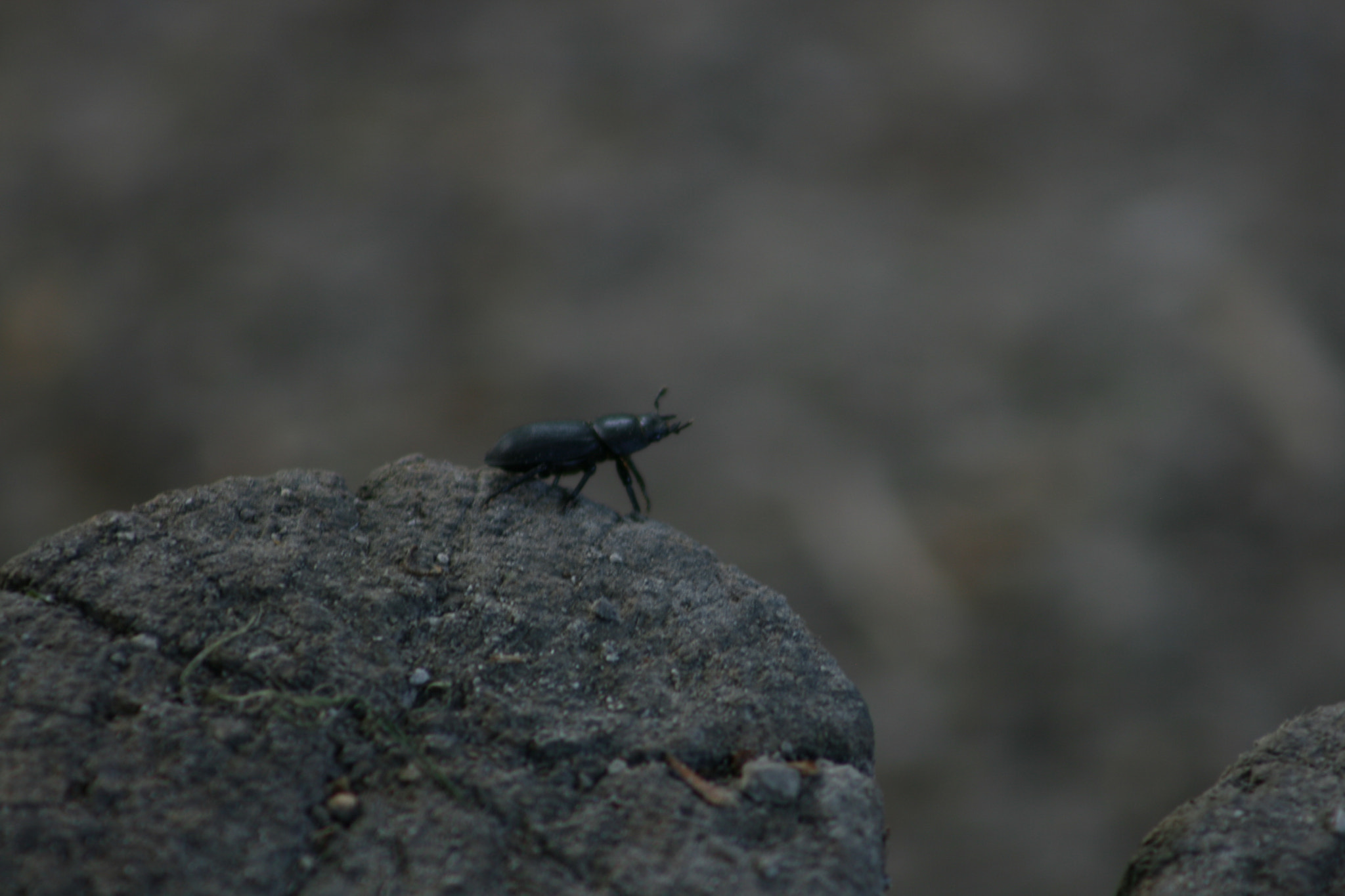 Canon EF 75-300mm f/4-5.6 sample photo. Img photography