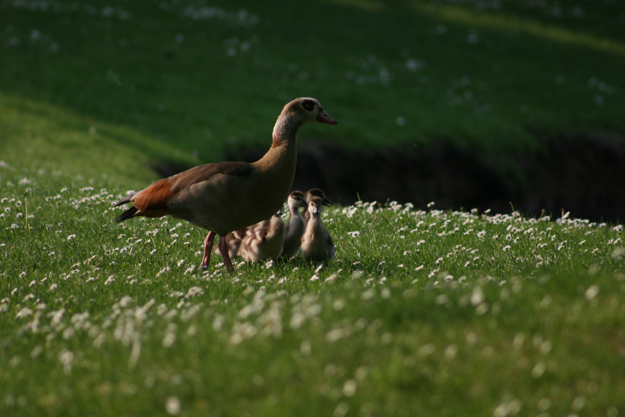 Canon EF 75-300mm f/4-5.6 sample photo. Img photography