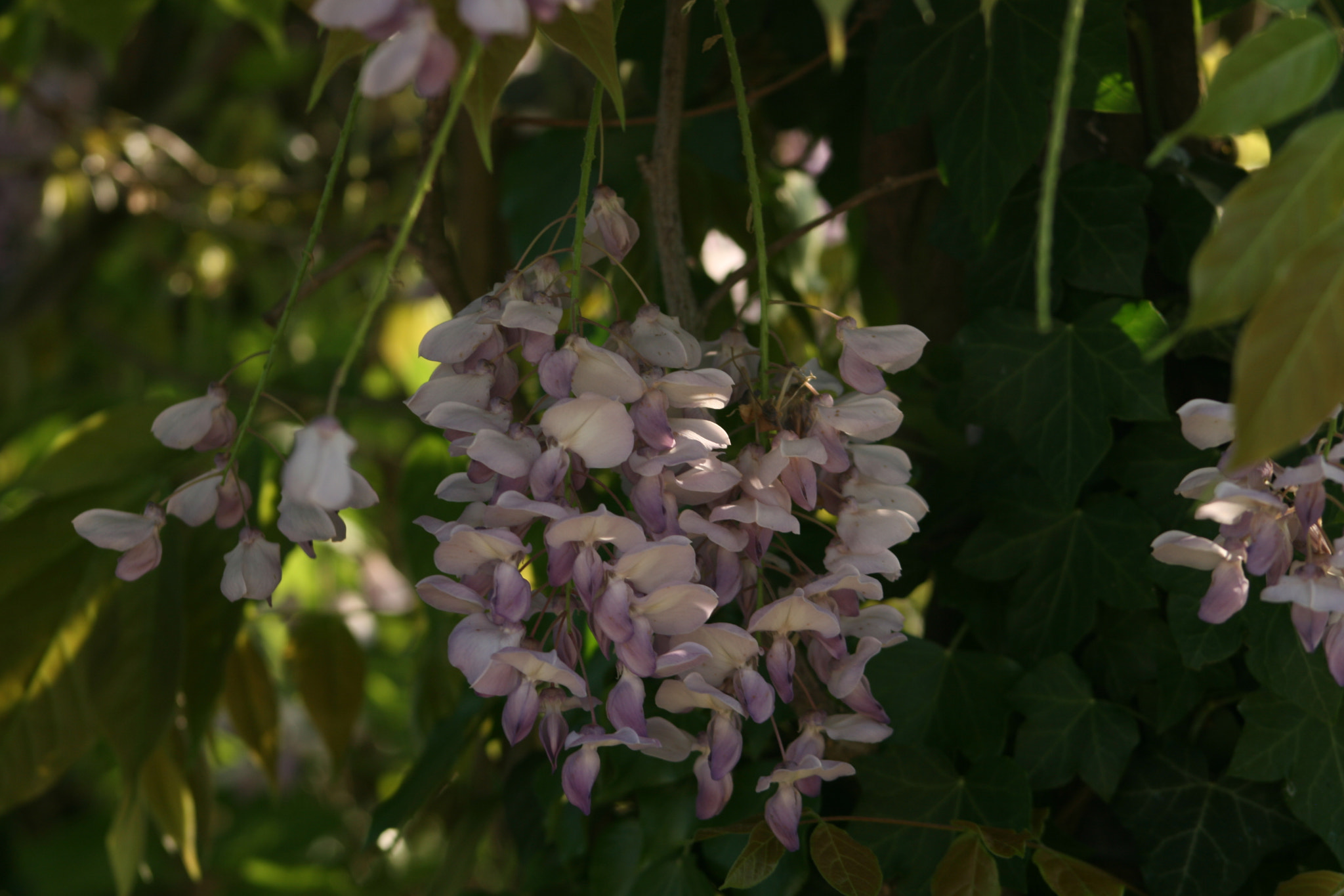 Canon EF 75-300mm f/4-5.6 sample photo. Img photography
