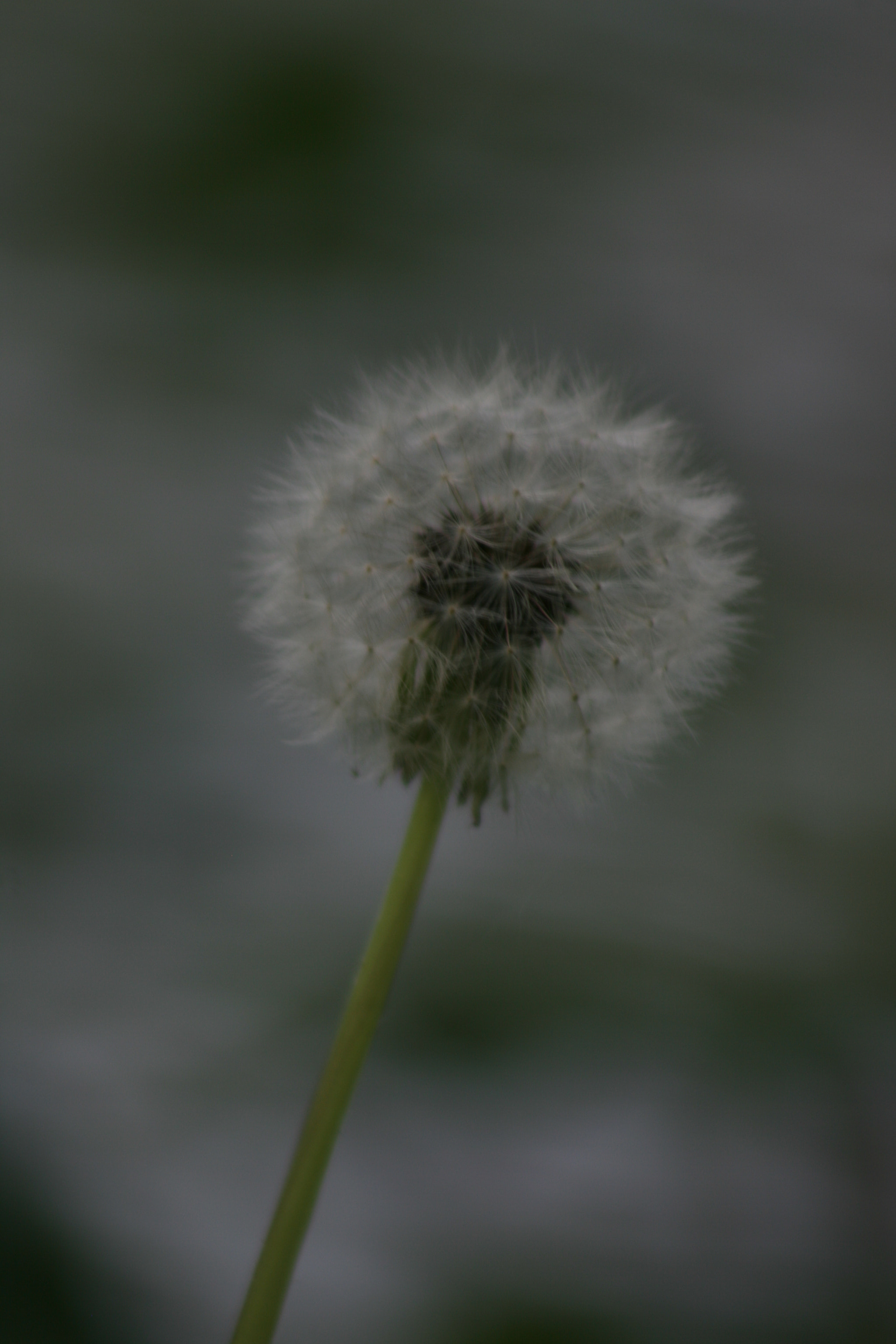 Canon EF 75-300mm f/4-5.6 sample photo. Img photography