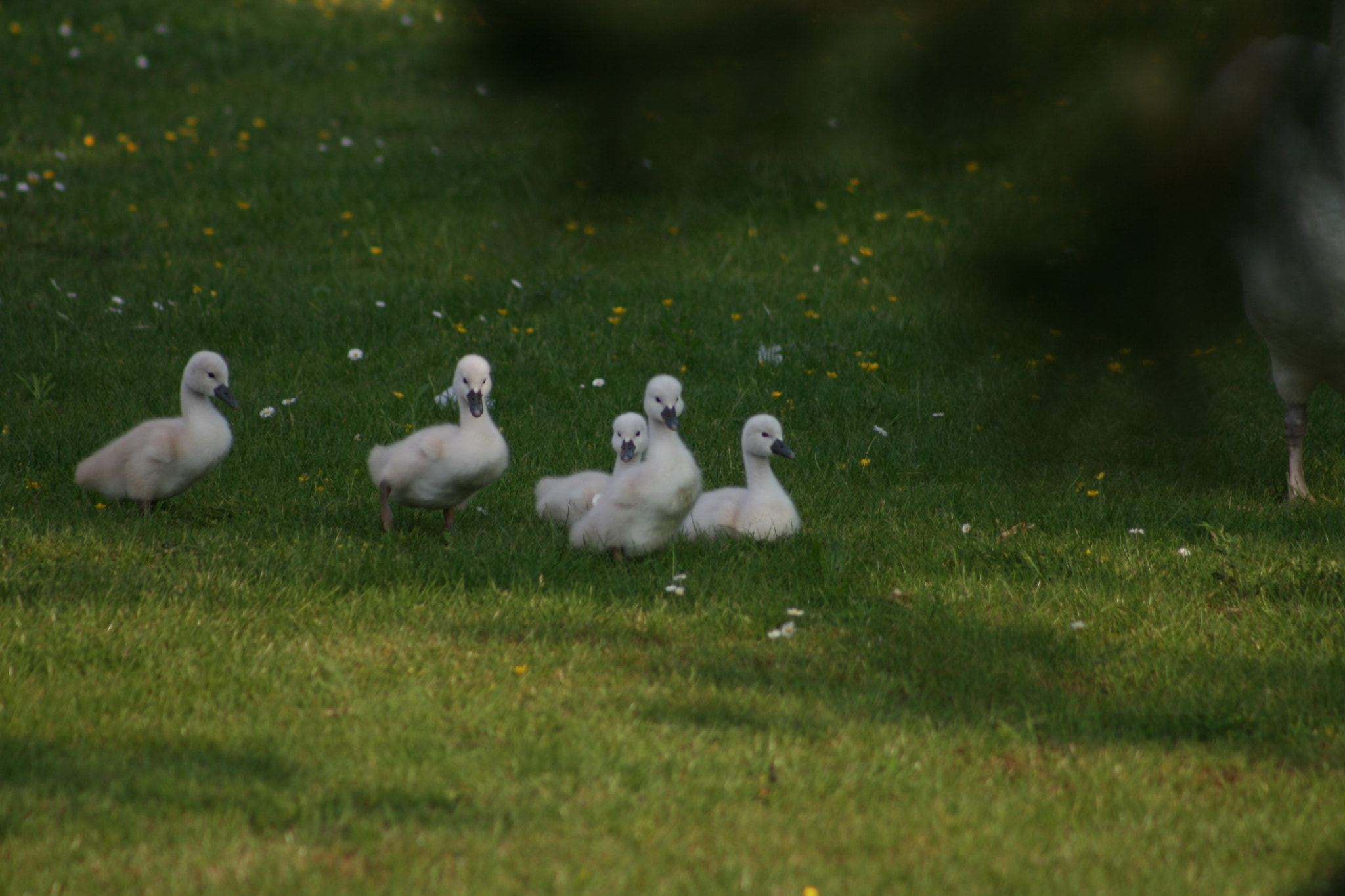 Canon EF 75-300mm f/4-5.6 sample photo. Img photography