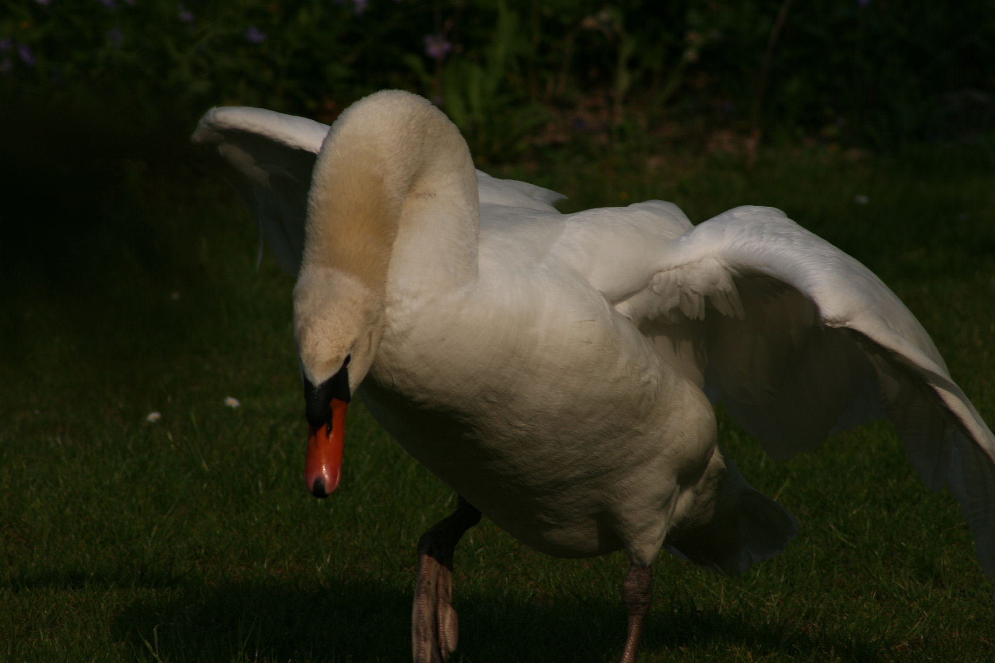 Canon EF 75-300mm f/4-5.6 sample photo. Img photography