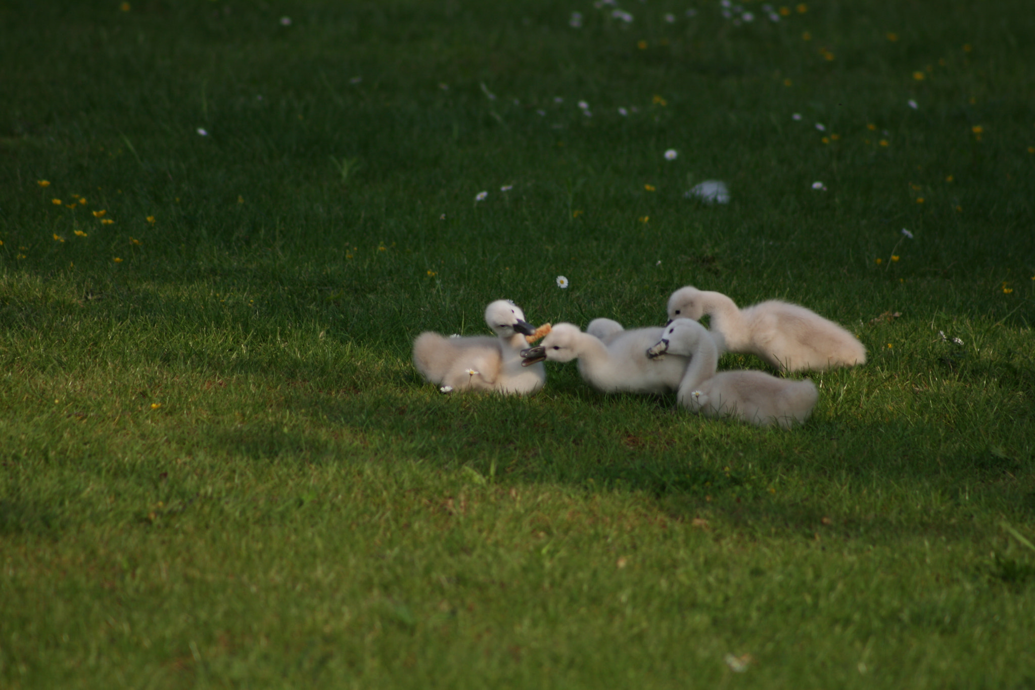 Canon EF 75-300mm f/4-5.6 sample photo. Img photography