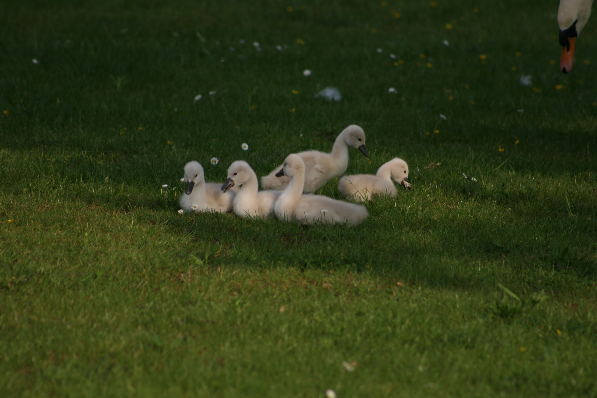 Canon EF 75-300mm f/4-5.6 sample photo. Img photography