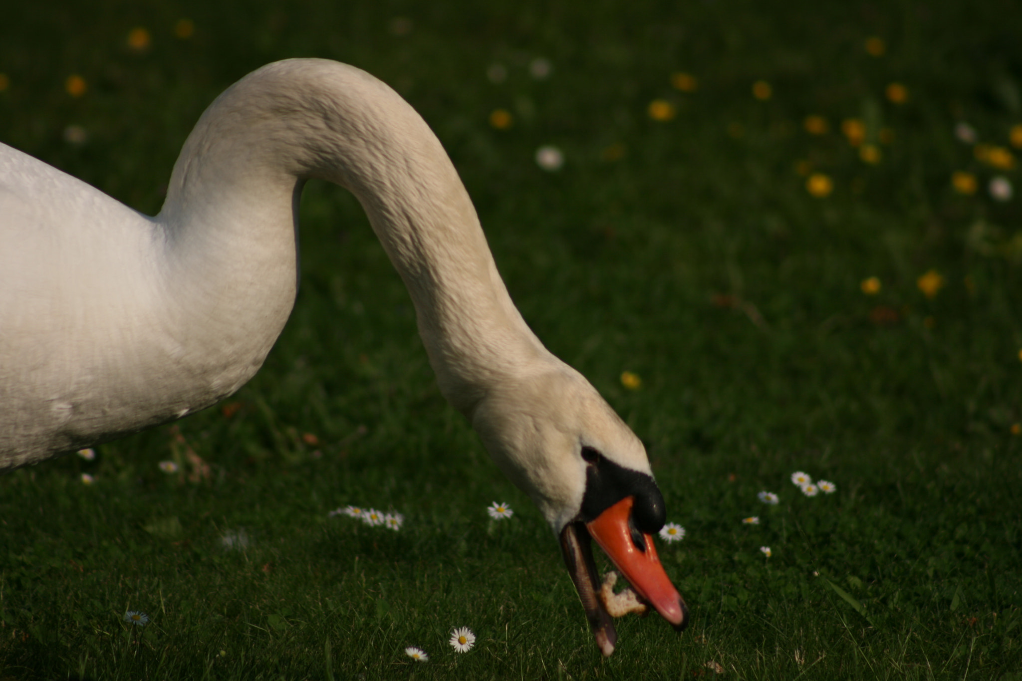 Canon EF 75-300mm f/4-5.6 sample photo. Img photography