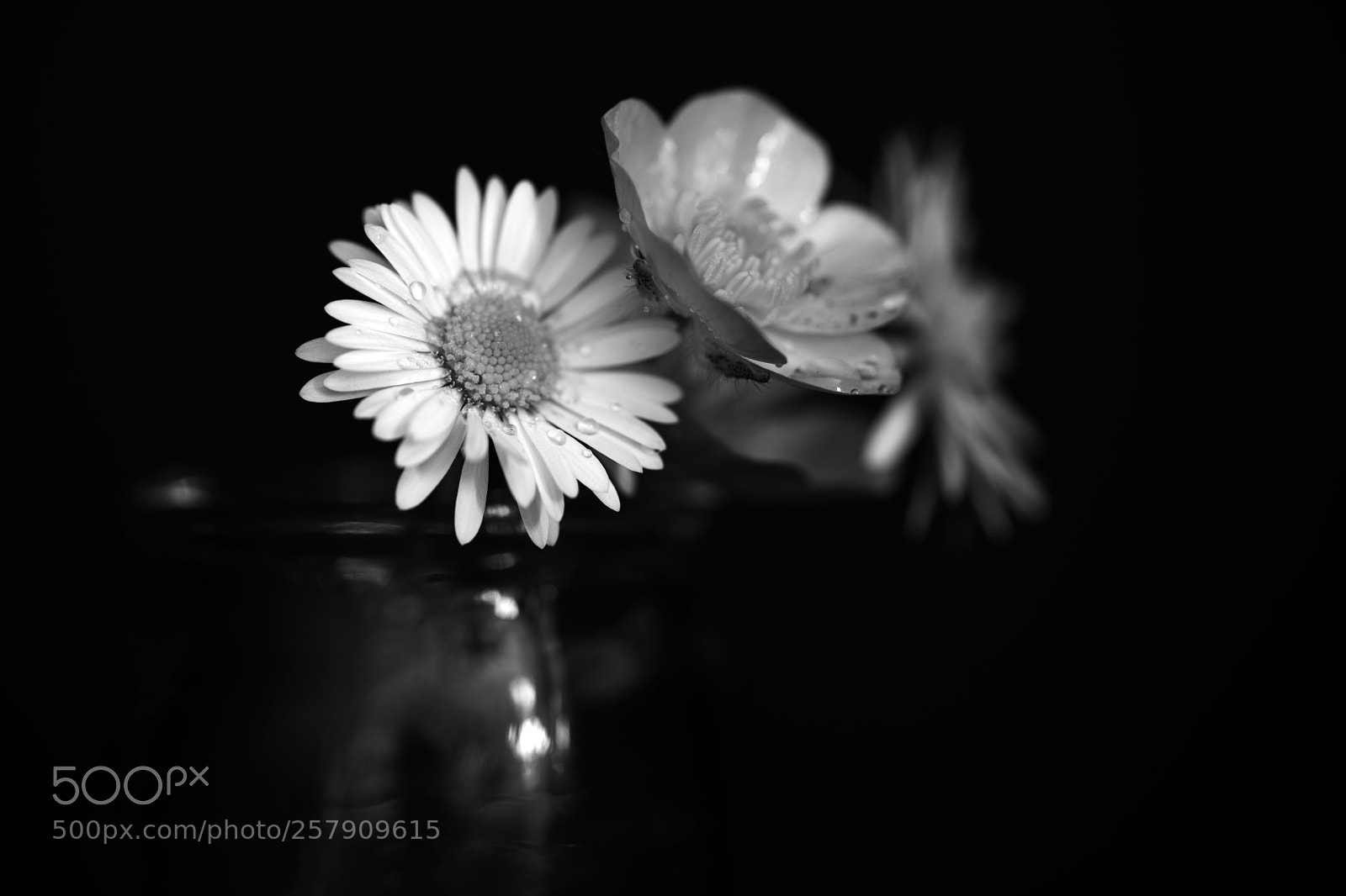Nikon D850 sample photo. Spring flowers photography