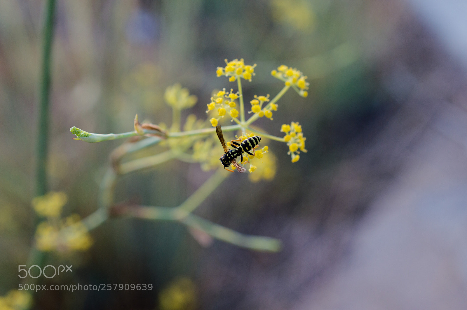 Nikon D3200 sample photo. Mimicry photography