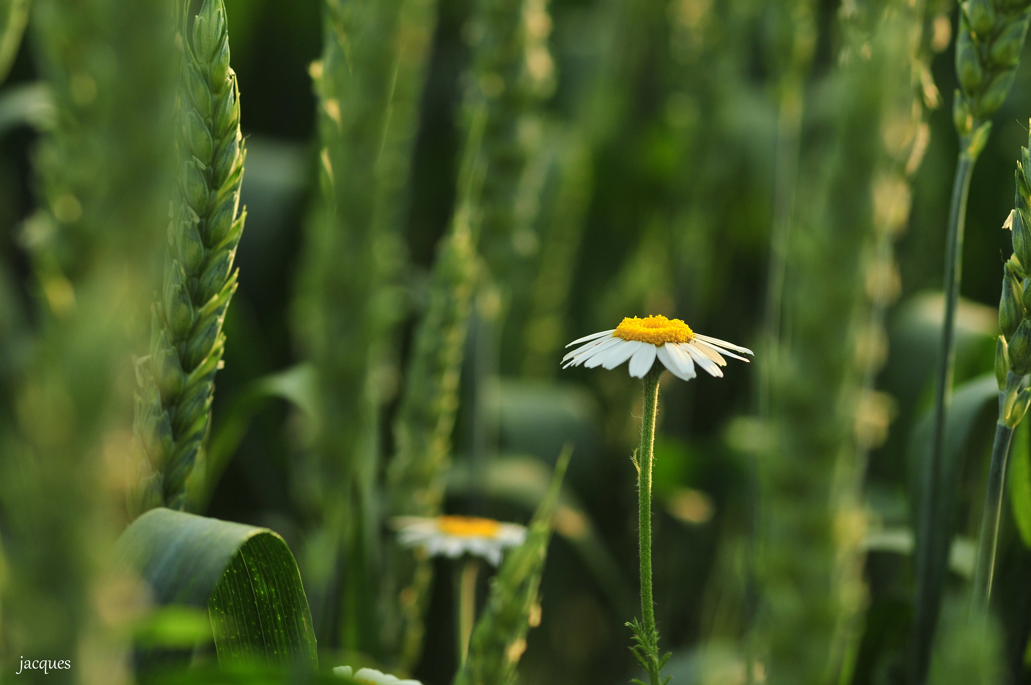 Nikon D300 + Sigma 105mm F2.8 EX DG Macro sample photo. Chamomile photography