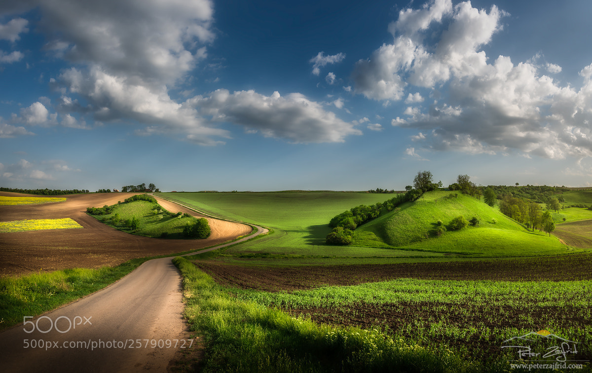 Nikon D810 sample photo. Through the fields photography