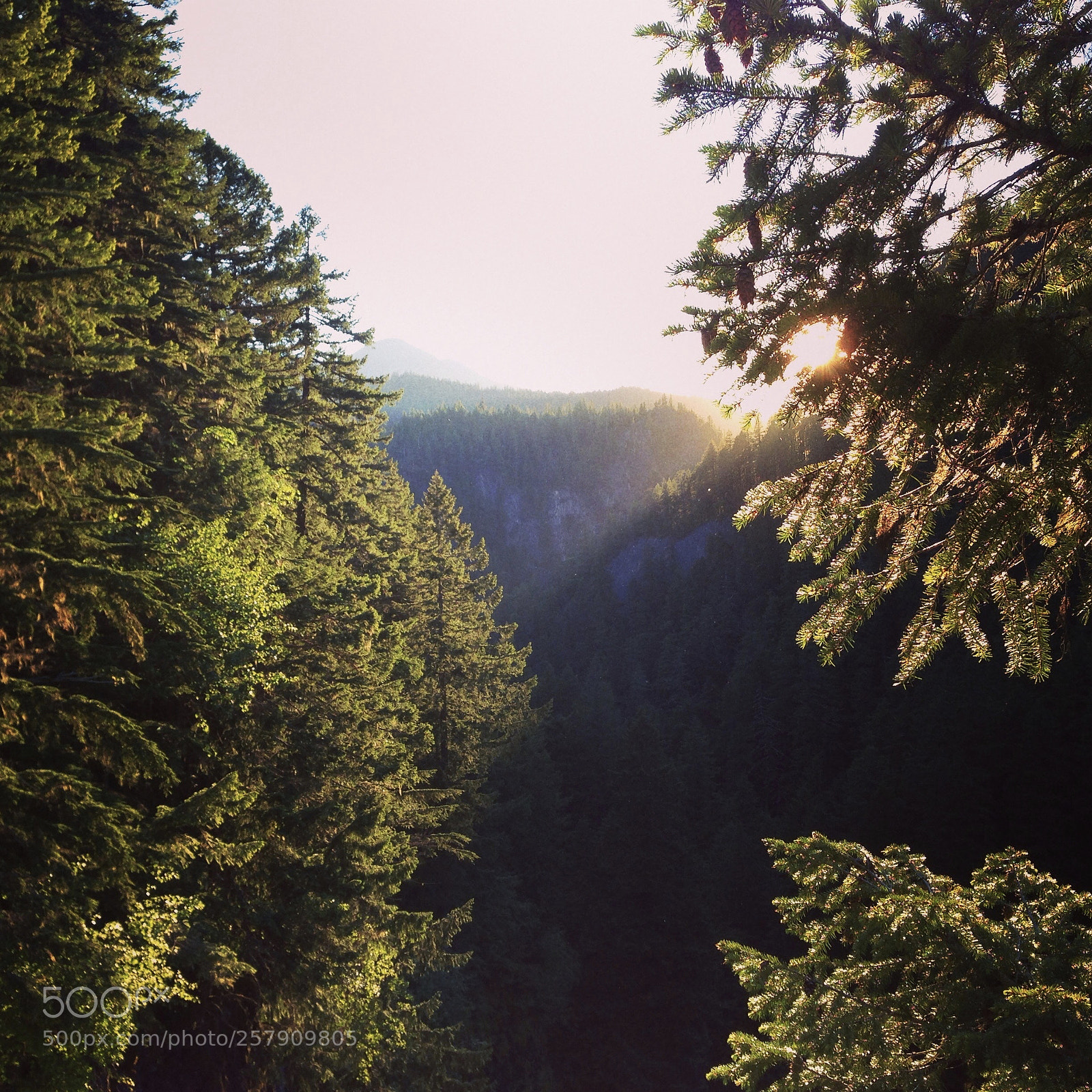 Apple iPhone 5 sample photo. Sunrise forest photography