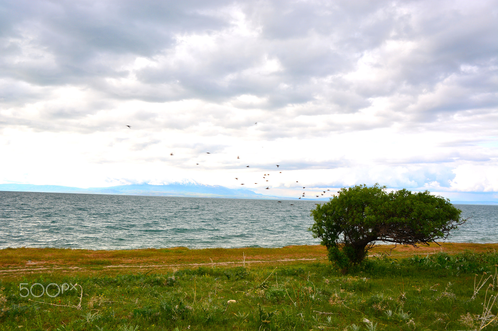 Sigma 17-70mm F2.8-4 DC Macro OS HSM | C sample photo. Birds photography