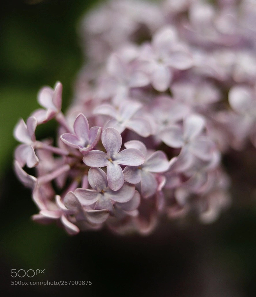 Canon EOS 6D Mark II sample photo. Lilac flowers photography