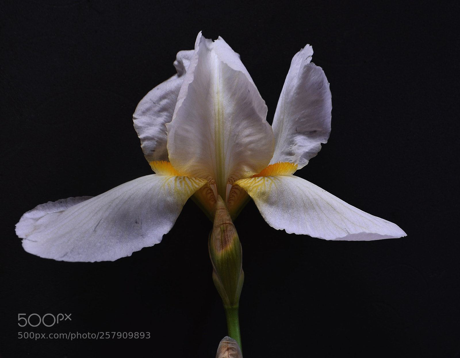 Nikon D5100 sample photo. Iris photography