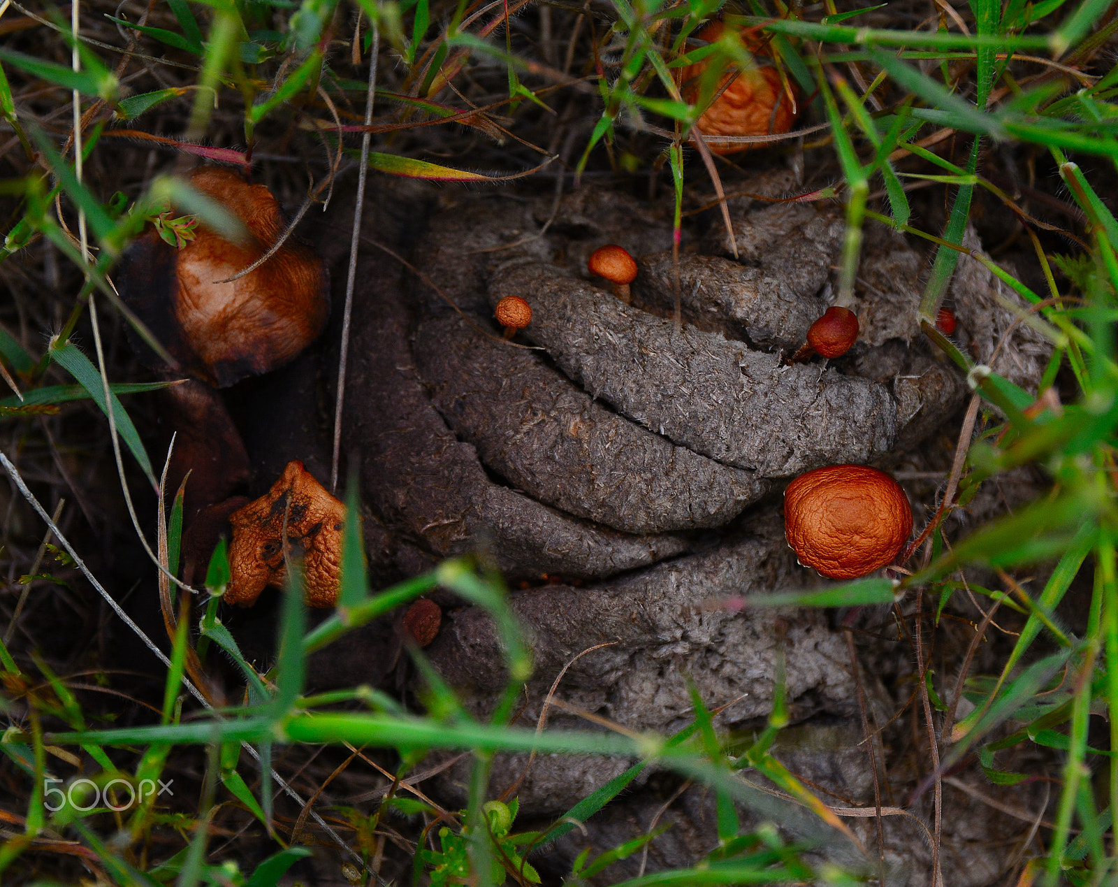 Nikon D7100 + Sigma 17-70mm F2.8-4 DC Macro OS HSM | C sample photo. Fungi photography