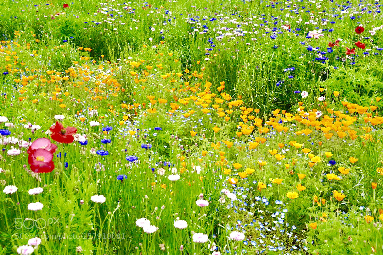 Nikon D750 sample photo. Garden photography