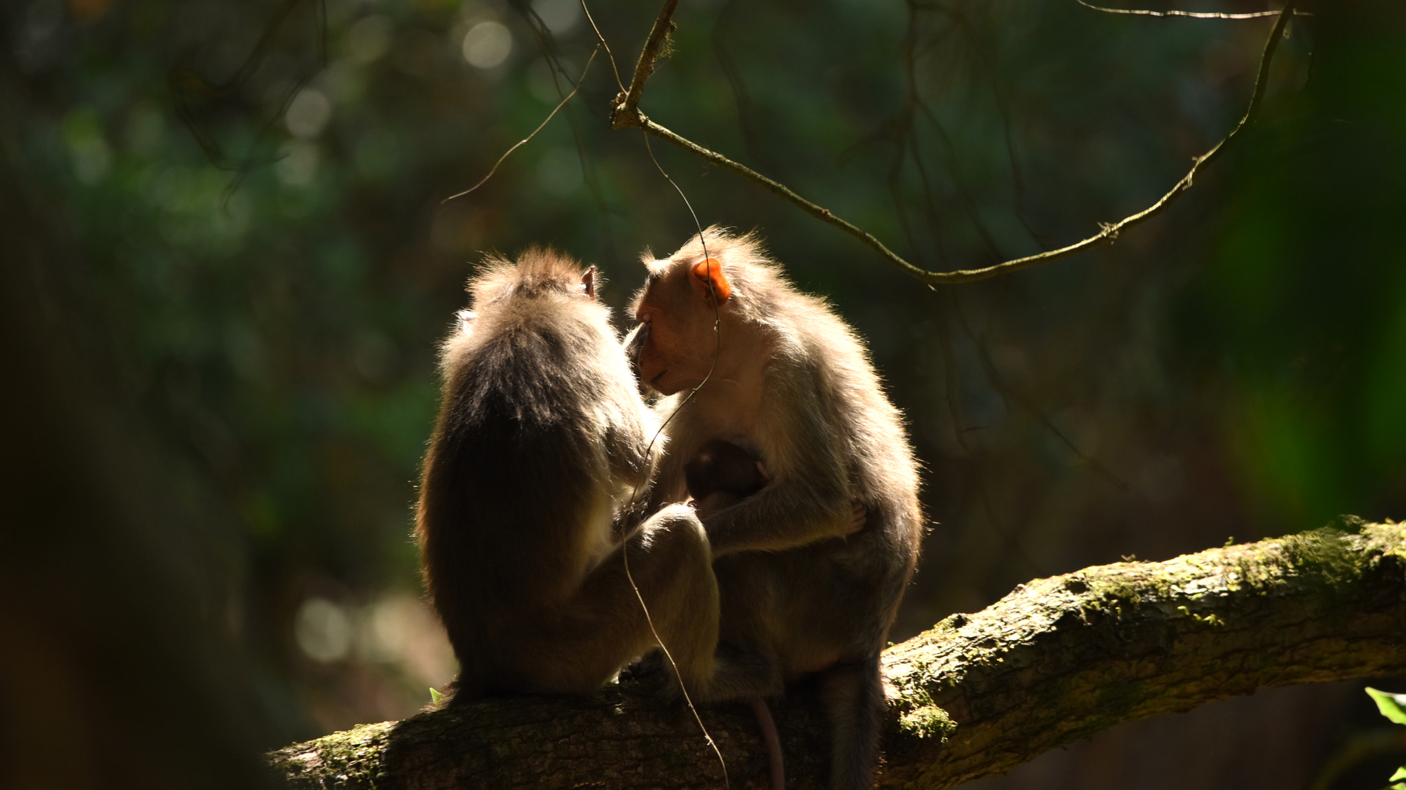 Sigma 150-600mm F5-6.3 DG OS HSM | C sample photo. Rim natural light photography