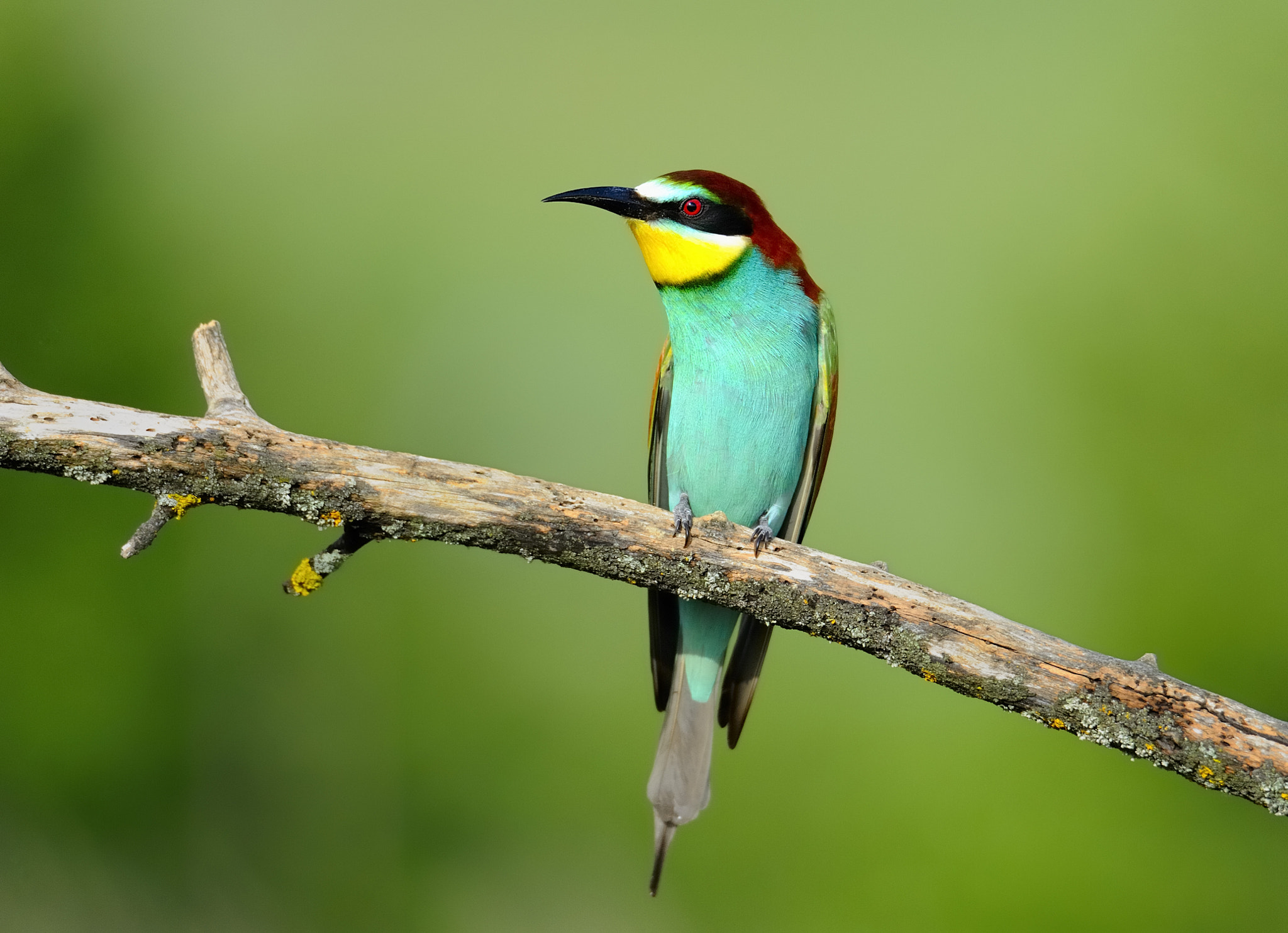 Nikon D700 sample photo. Bee eater  1580 photography