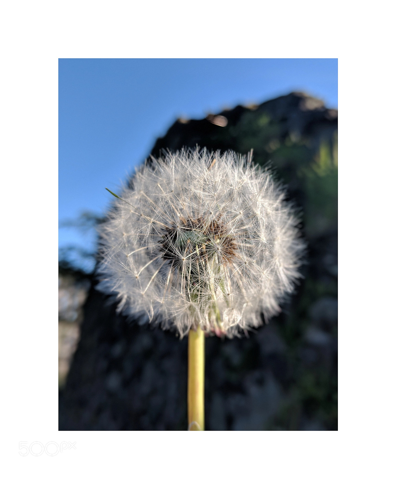 Google Pixel 2 XL sample photo. Dandelion photography