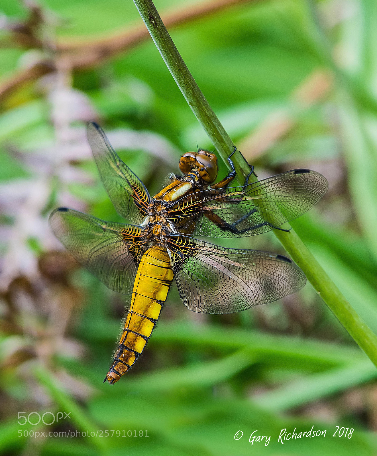 Nikon D500 sample photo. Broad bodied chaser photography