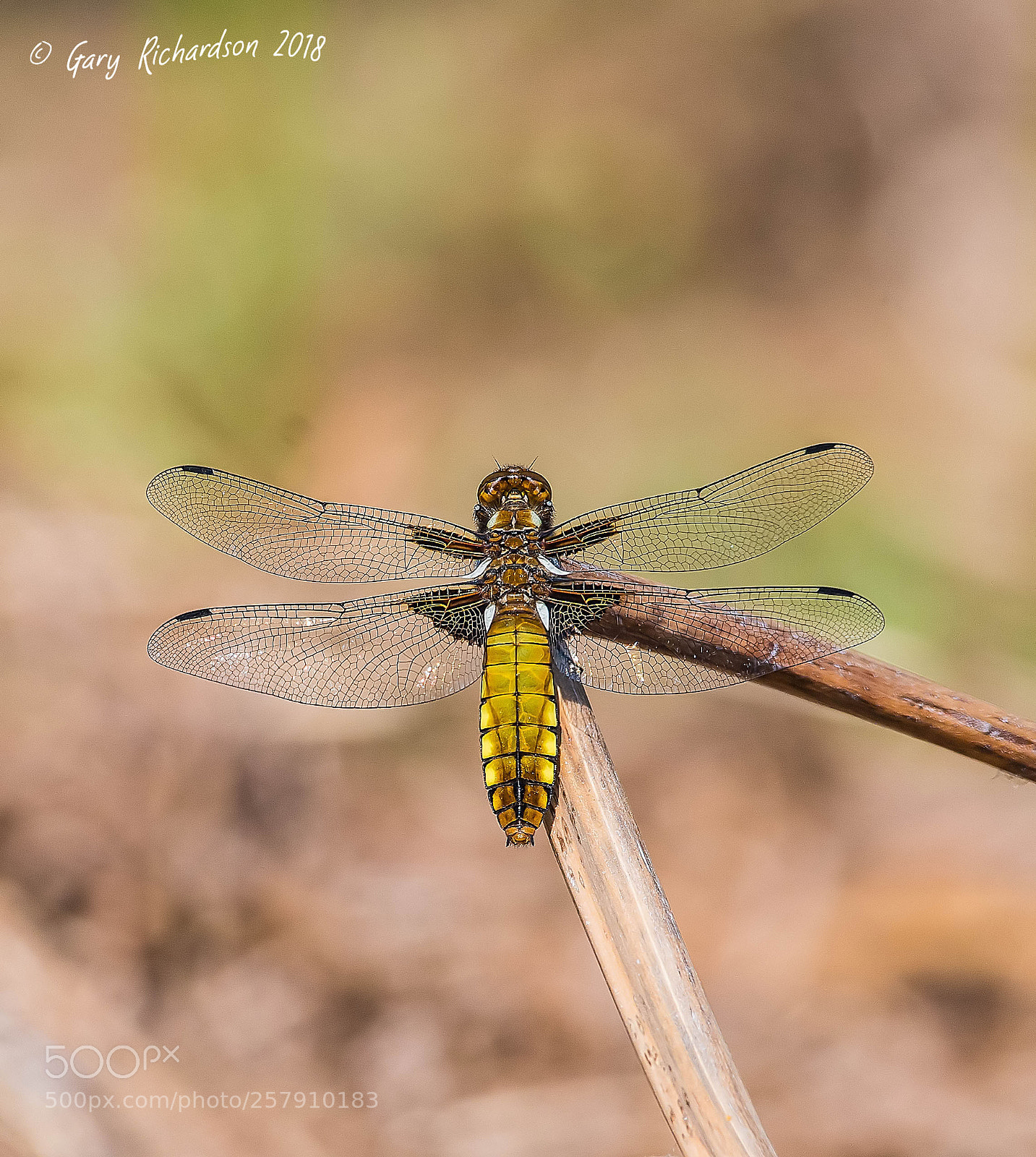 Nikon D500 sample photo. Broad bodied chaser photography