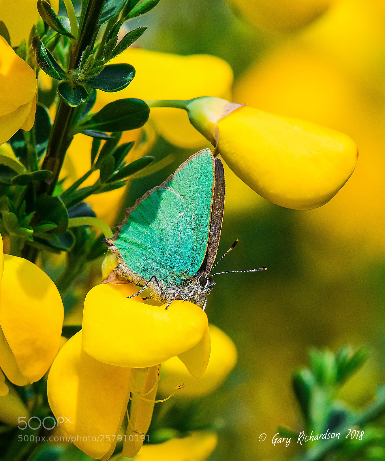 Nikon D500 sample photo. Green hairstreak photography