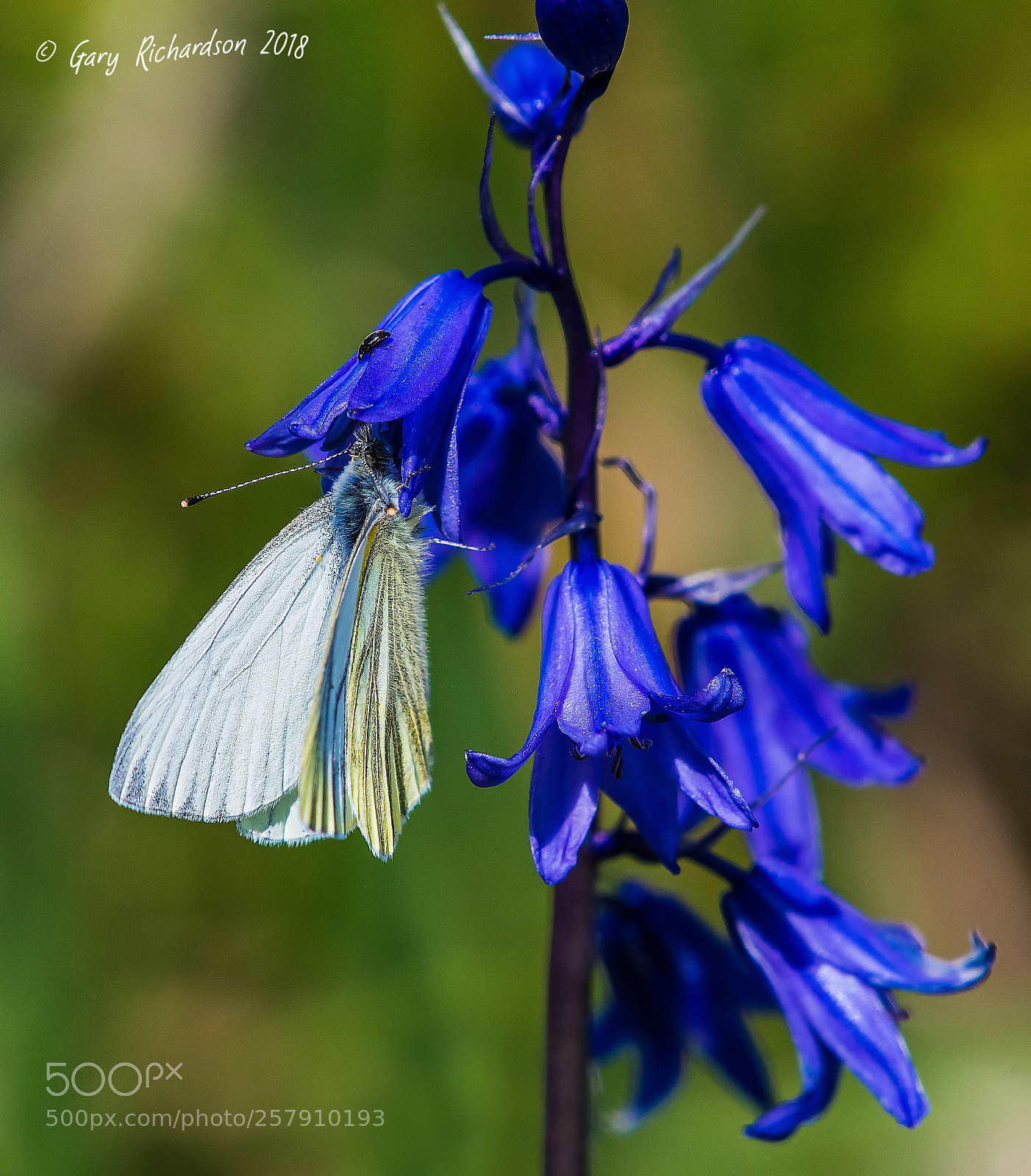 Nikon D500 sample photo. Green veined white photography