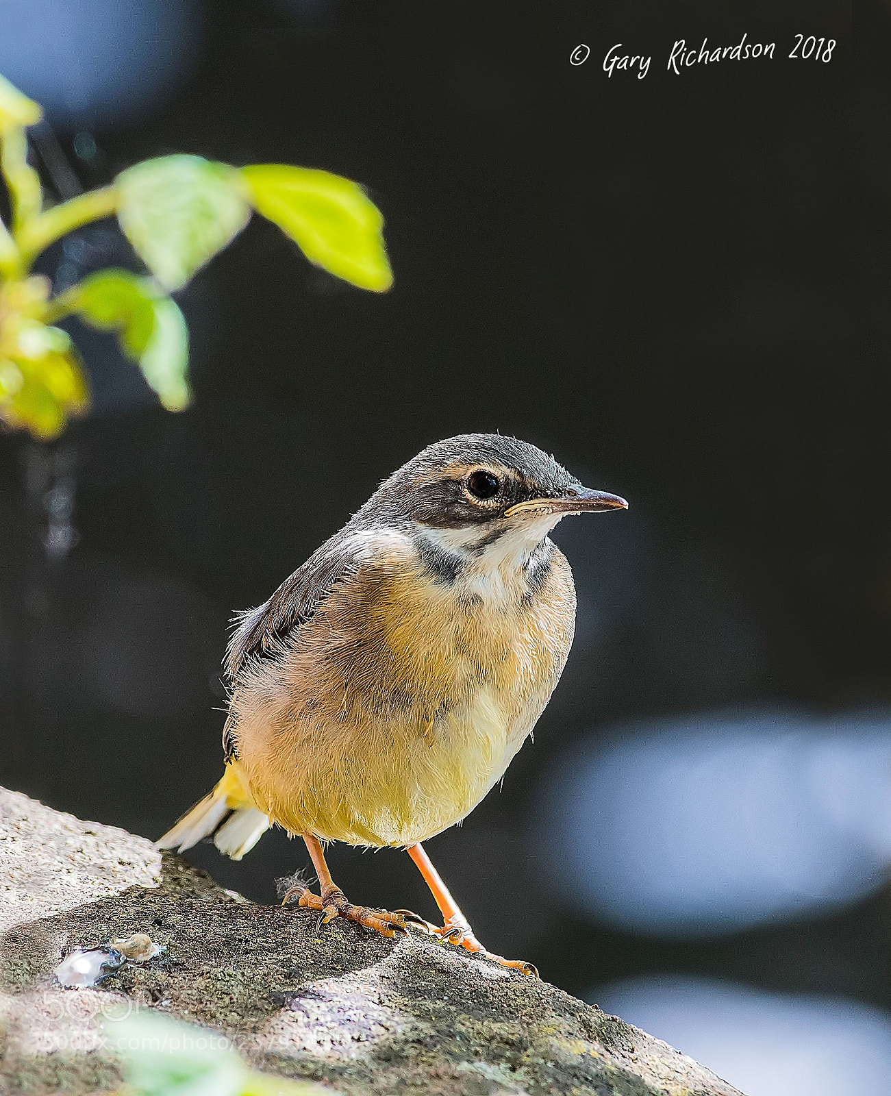 Nikon D500 sample photo. Grey wagtail (juvenile) photography