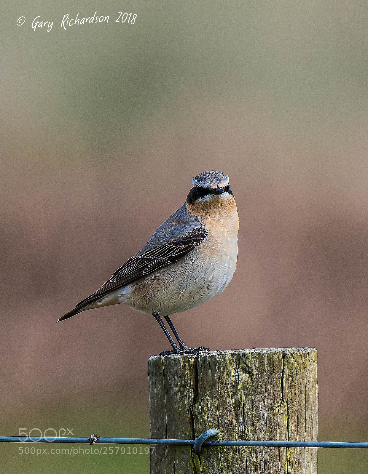 Nikon D500 sample photo. Wheatear photography