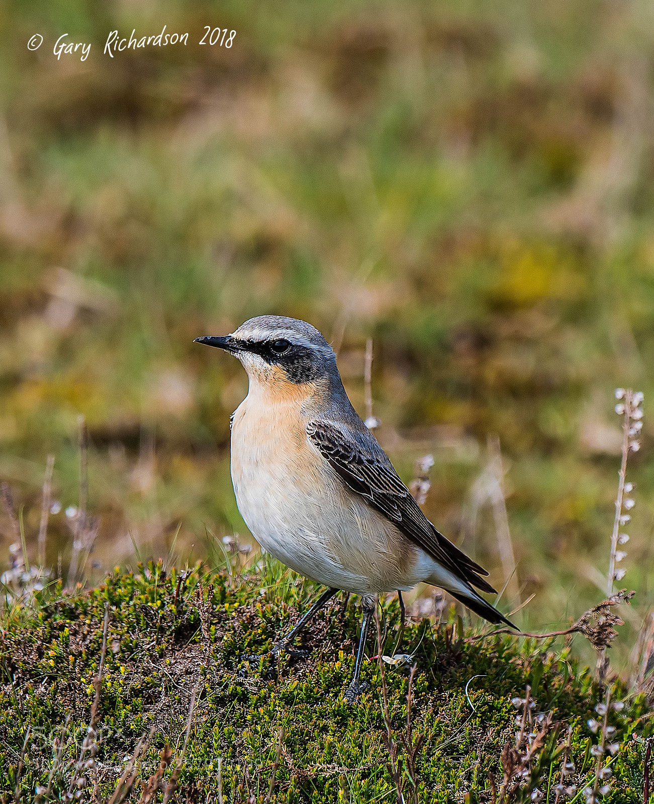 Nikon D500 sample photo. Wheatear photography