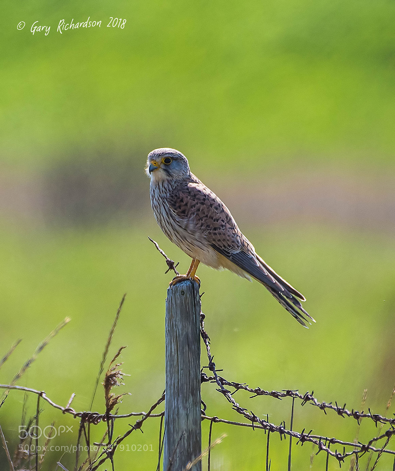 Nikon D500 sample photo. Kestrel photography