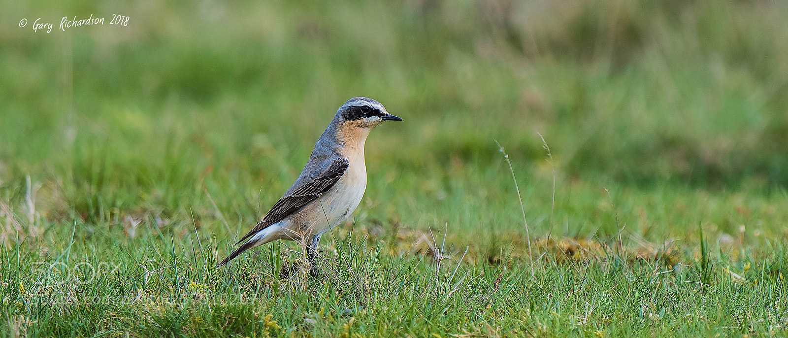 Nikon D500 sample photo. Wheatear photography